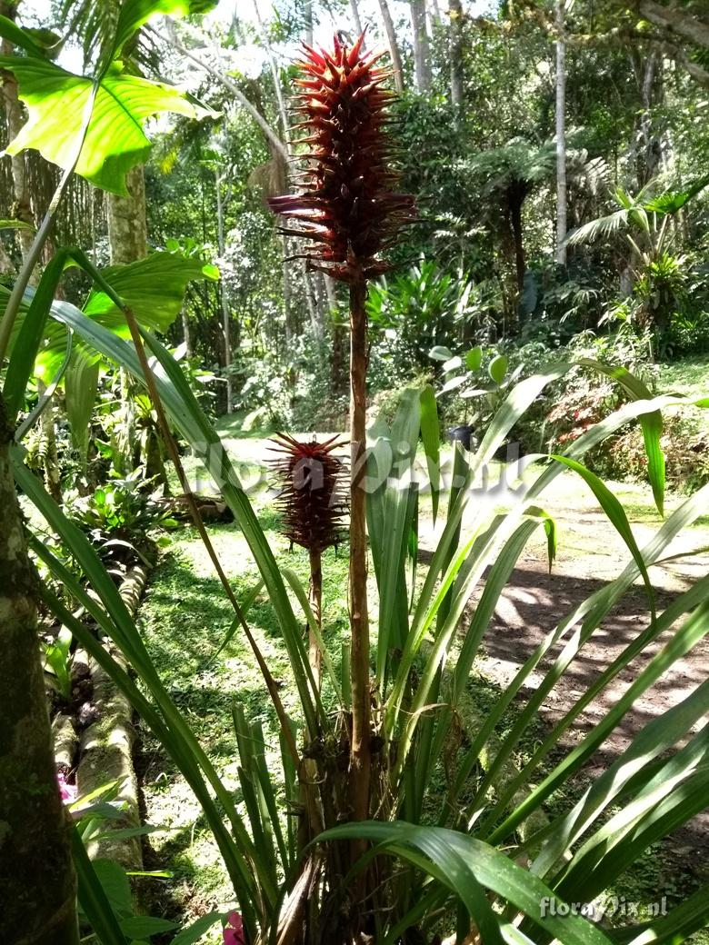 Pitcairnia \