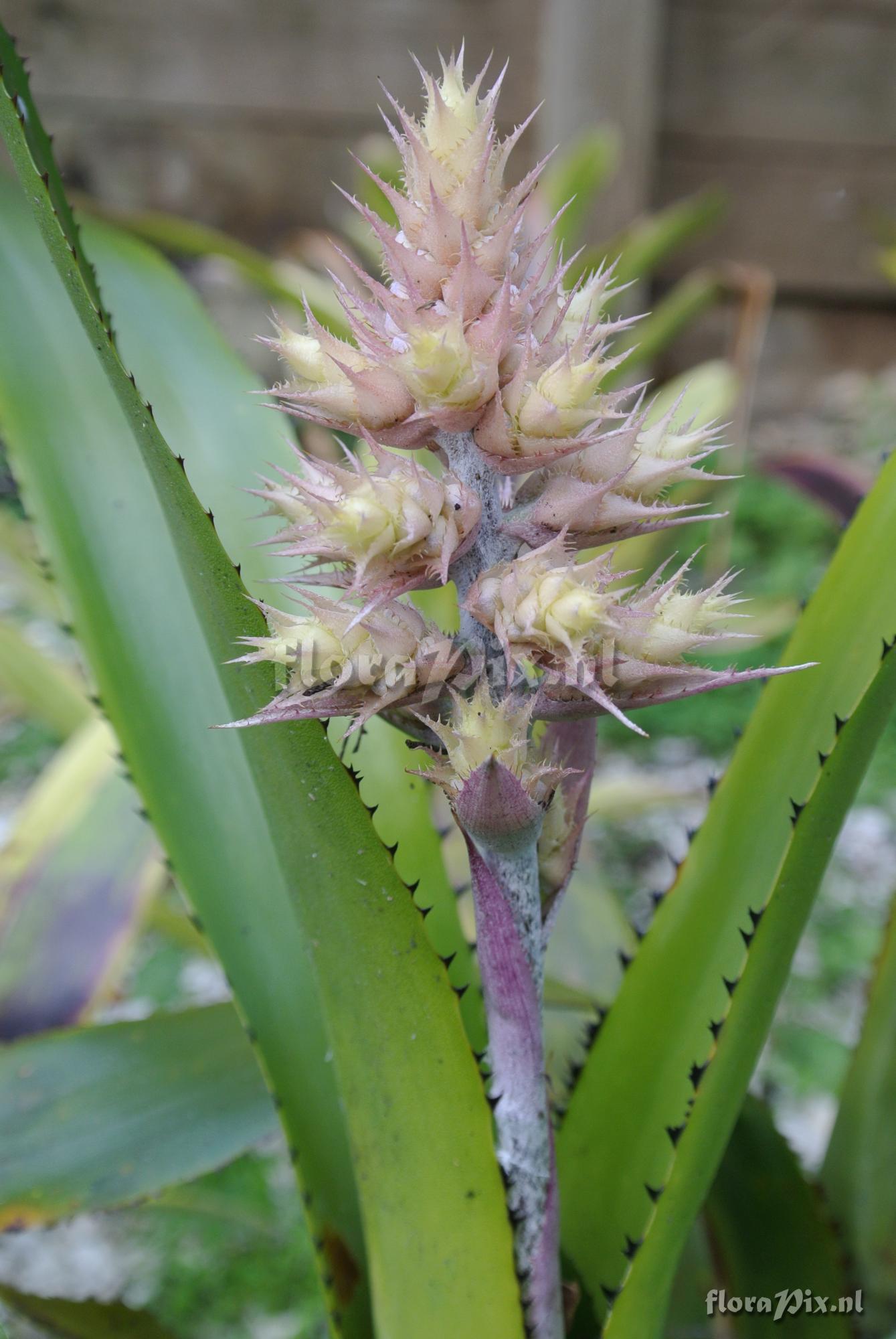 Aechmea caesia