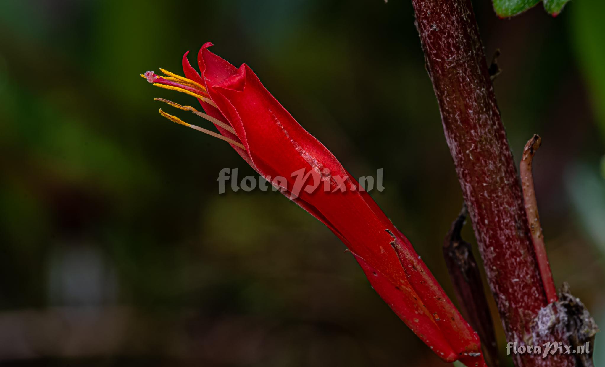 Pitcairnia flammea