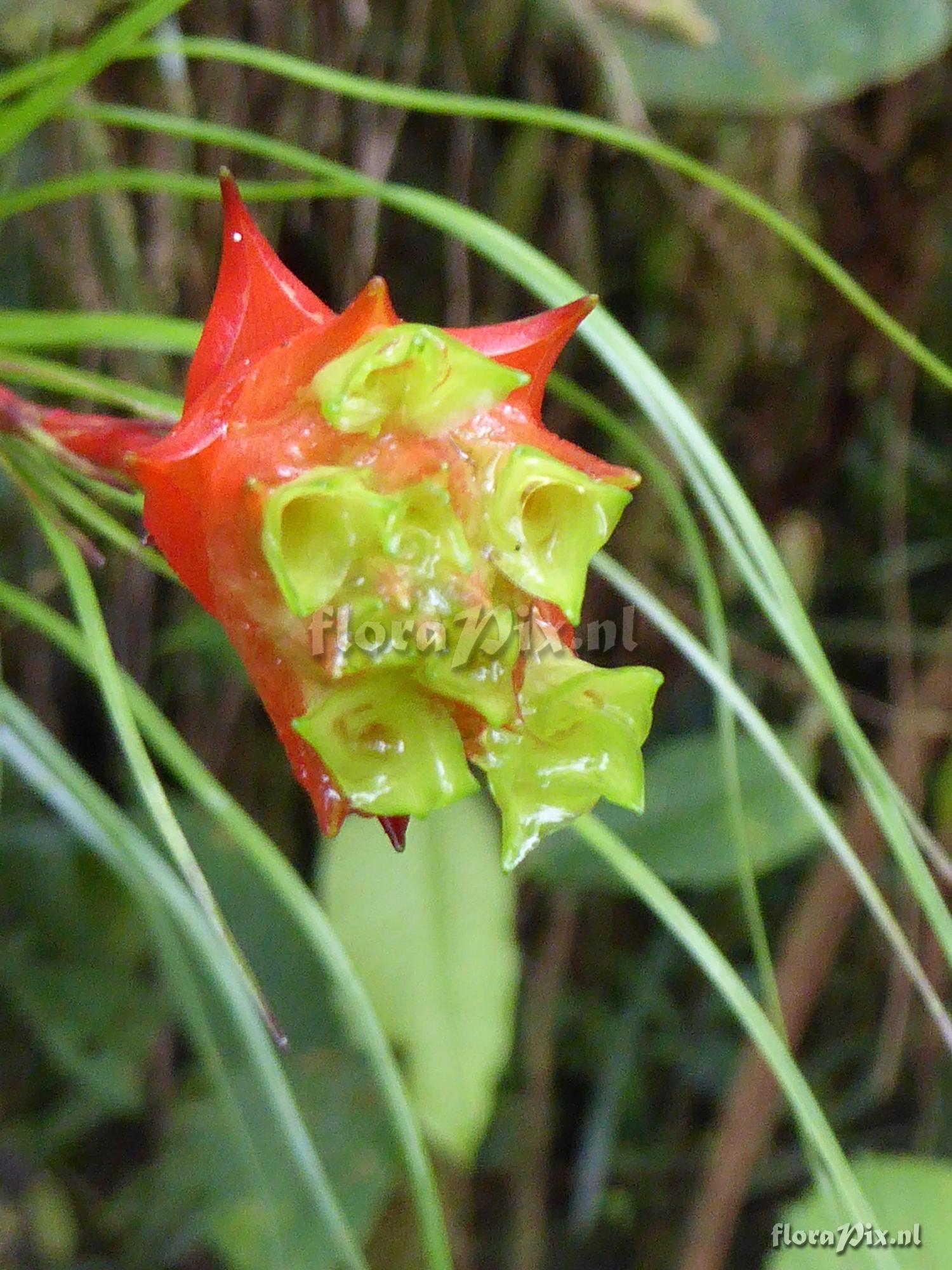 Guzmania graminifolia