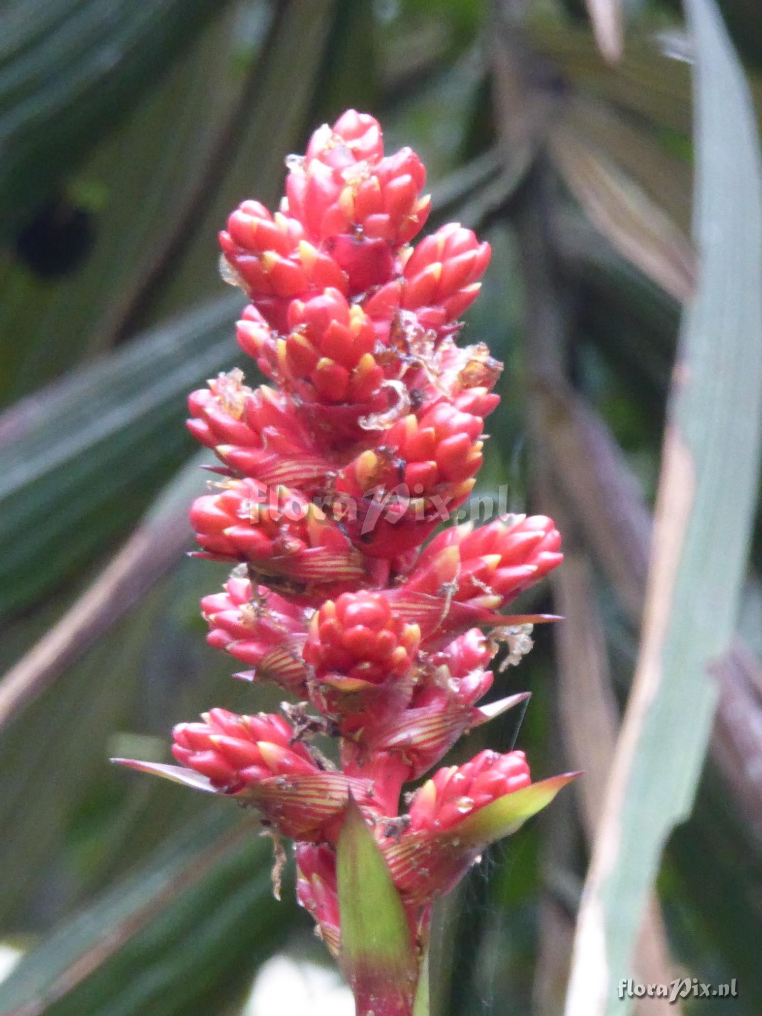 Guzmania kentii