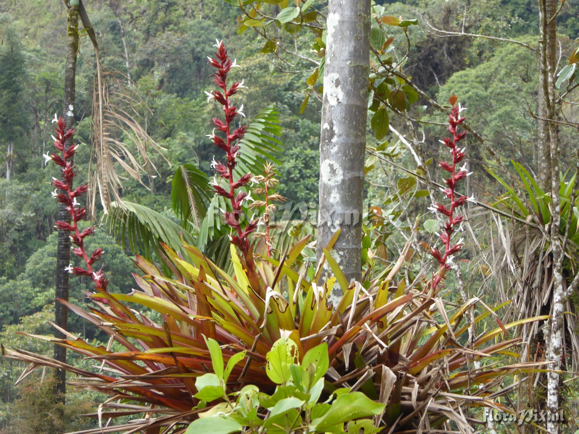 Guzmania lehmanniana