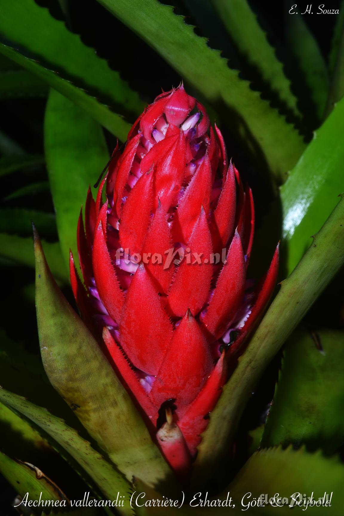 Aechmea vallerandii