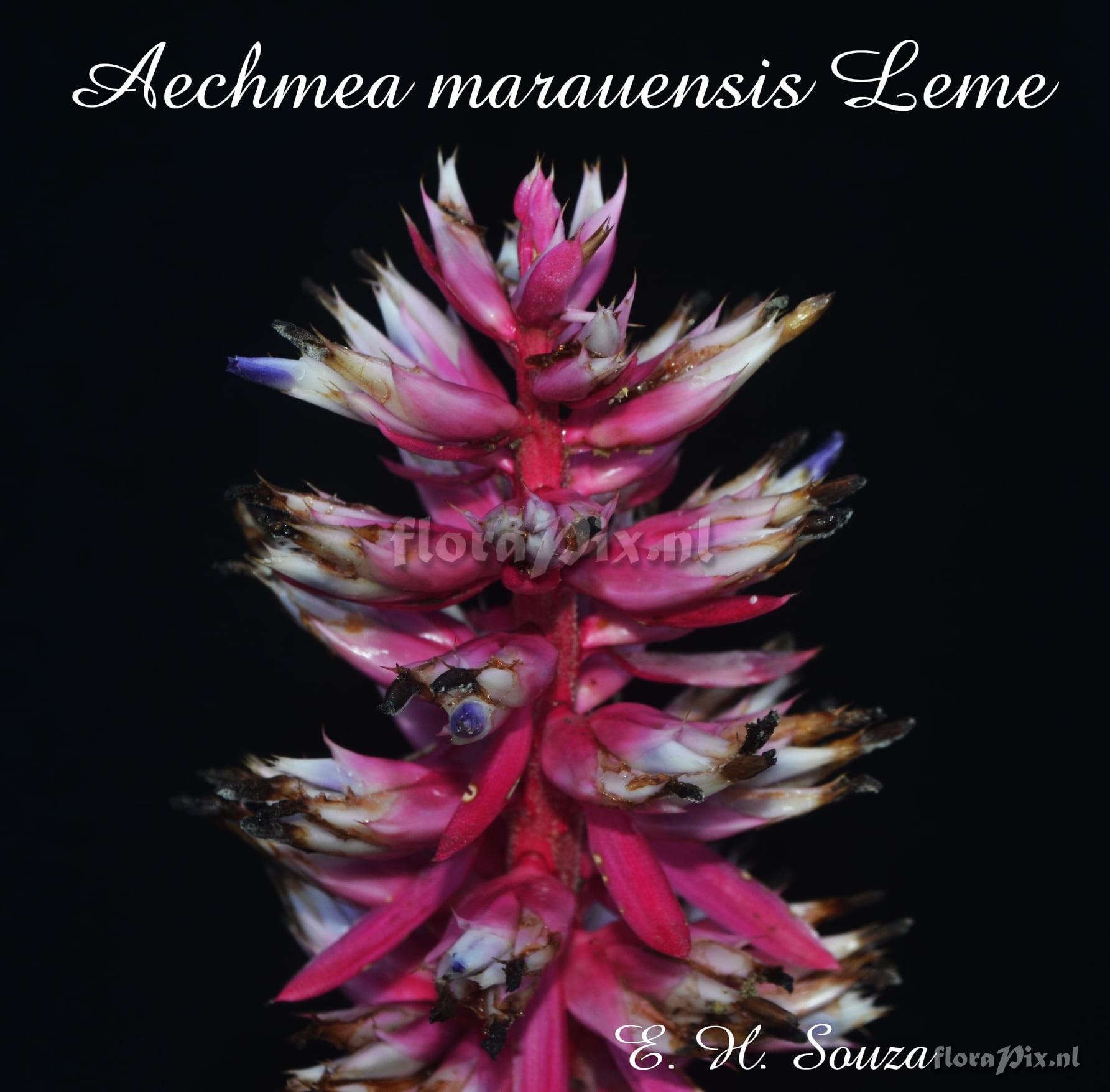 unknown Aechmea marauensis