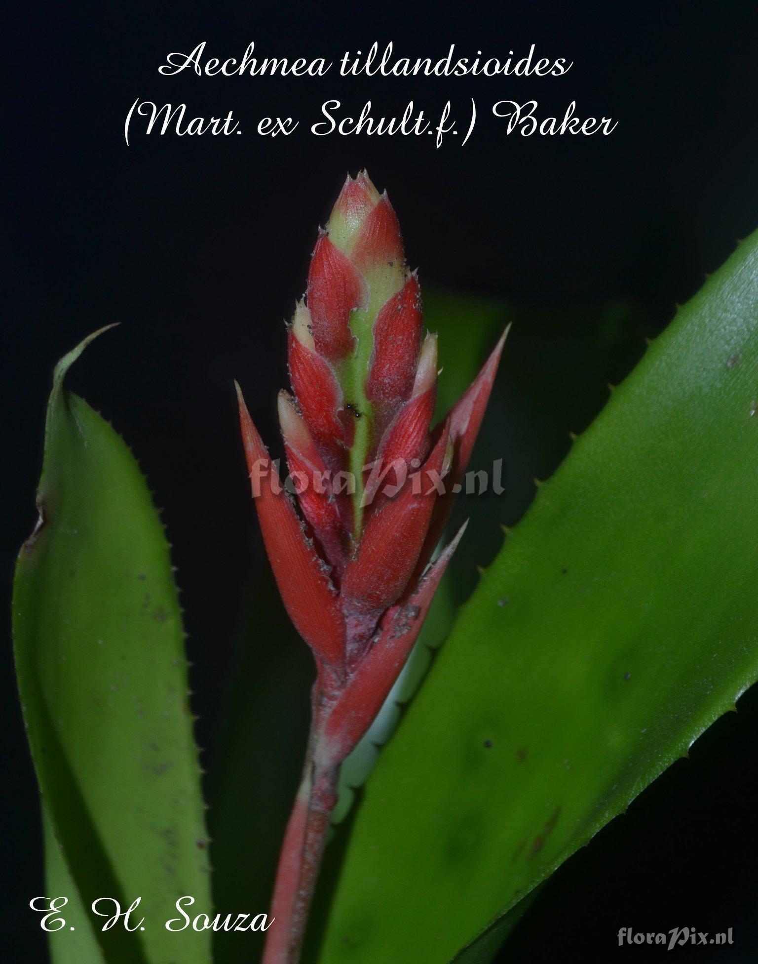 Aechmea tillandsioides