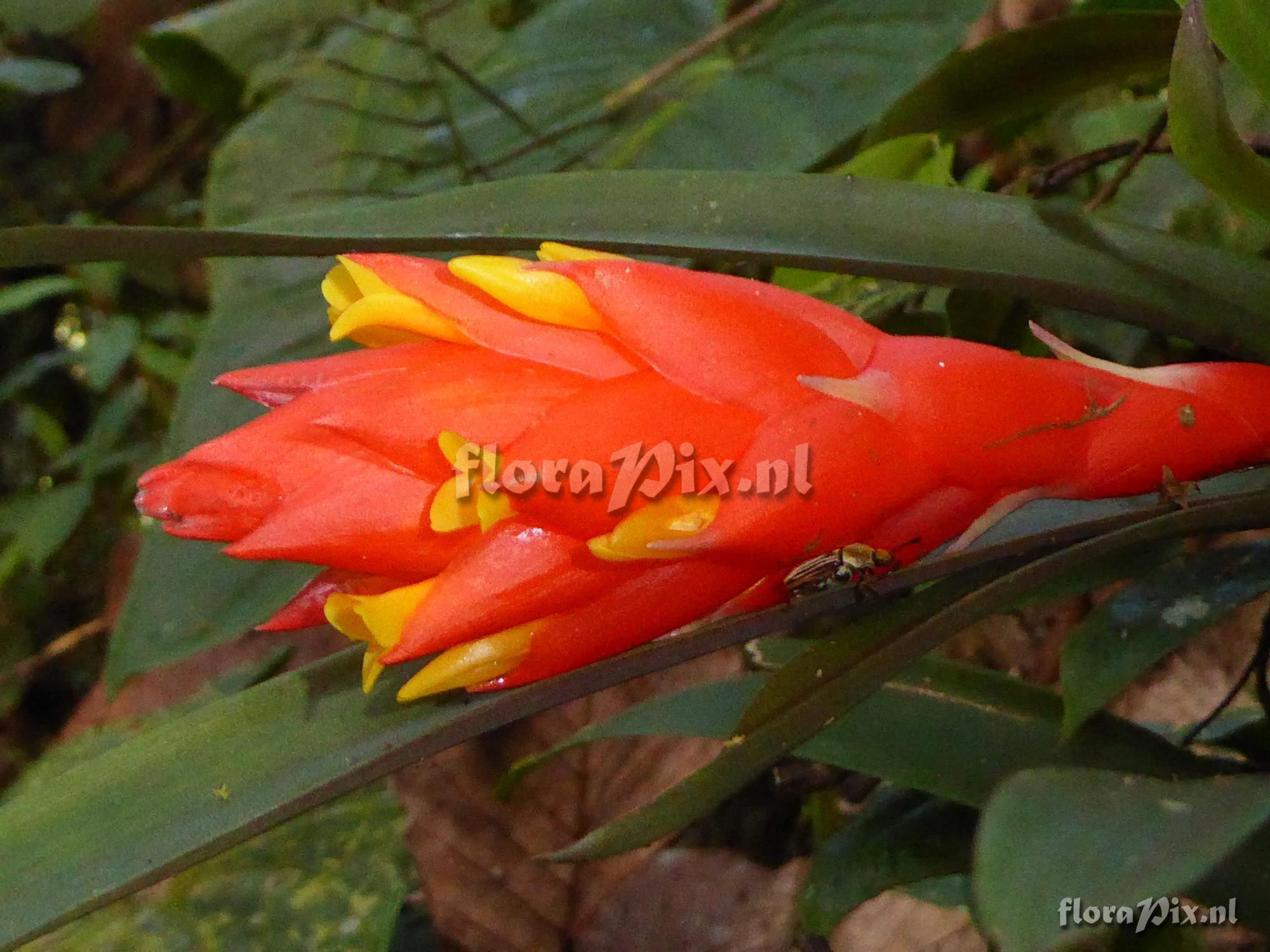 Guzmania jaramilloi