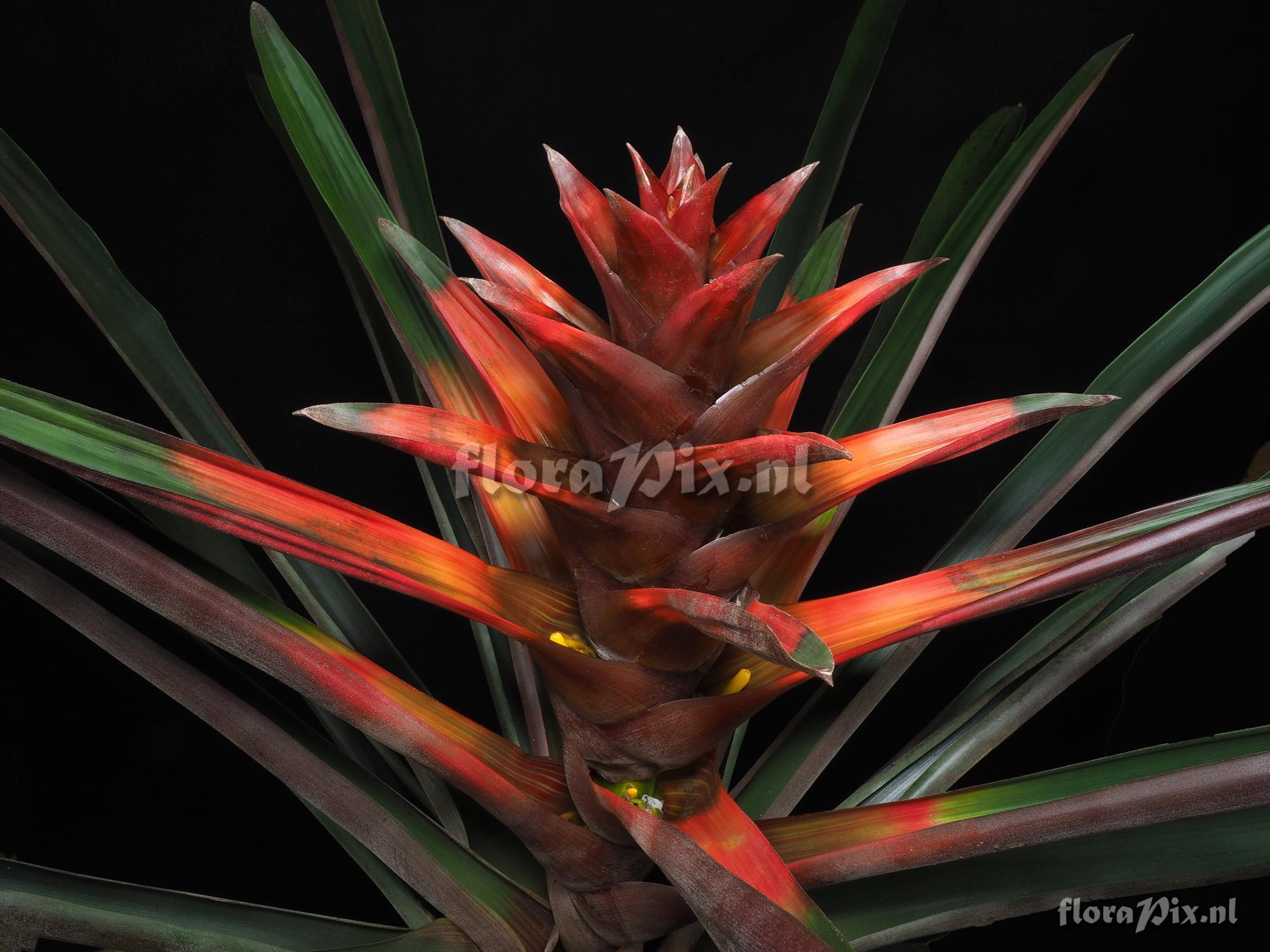 Guzmania squarrosa