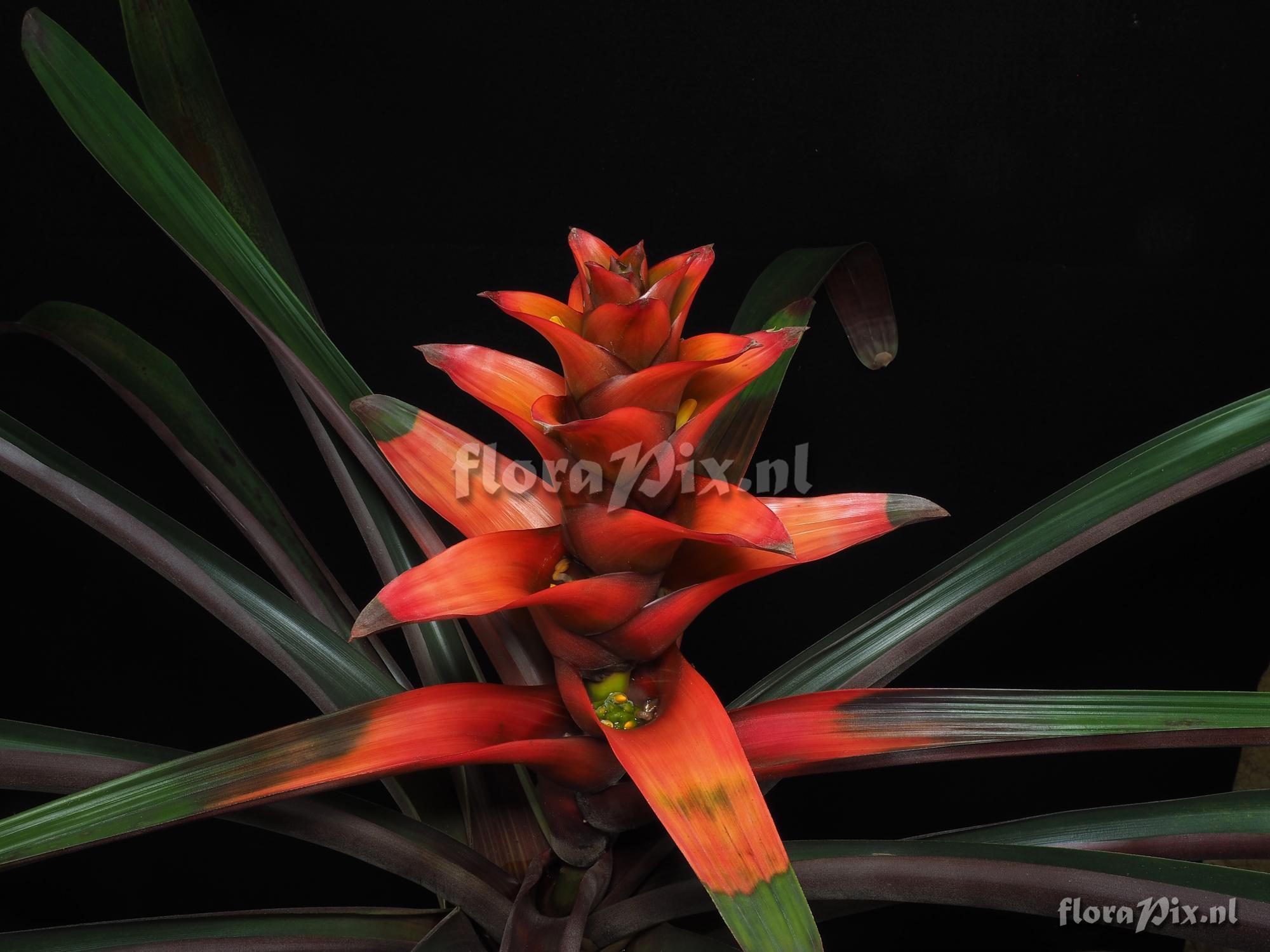 Guzmania squarrosa