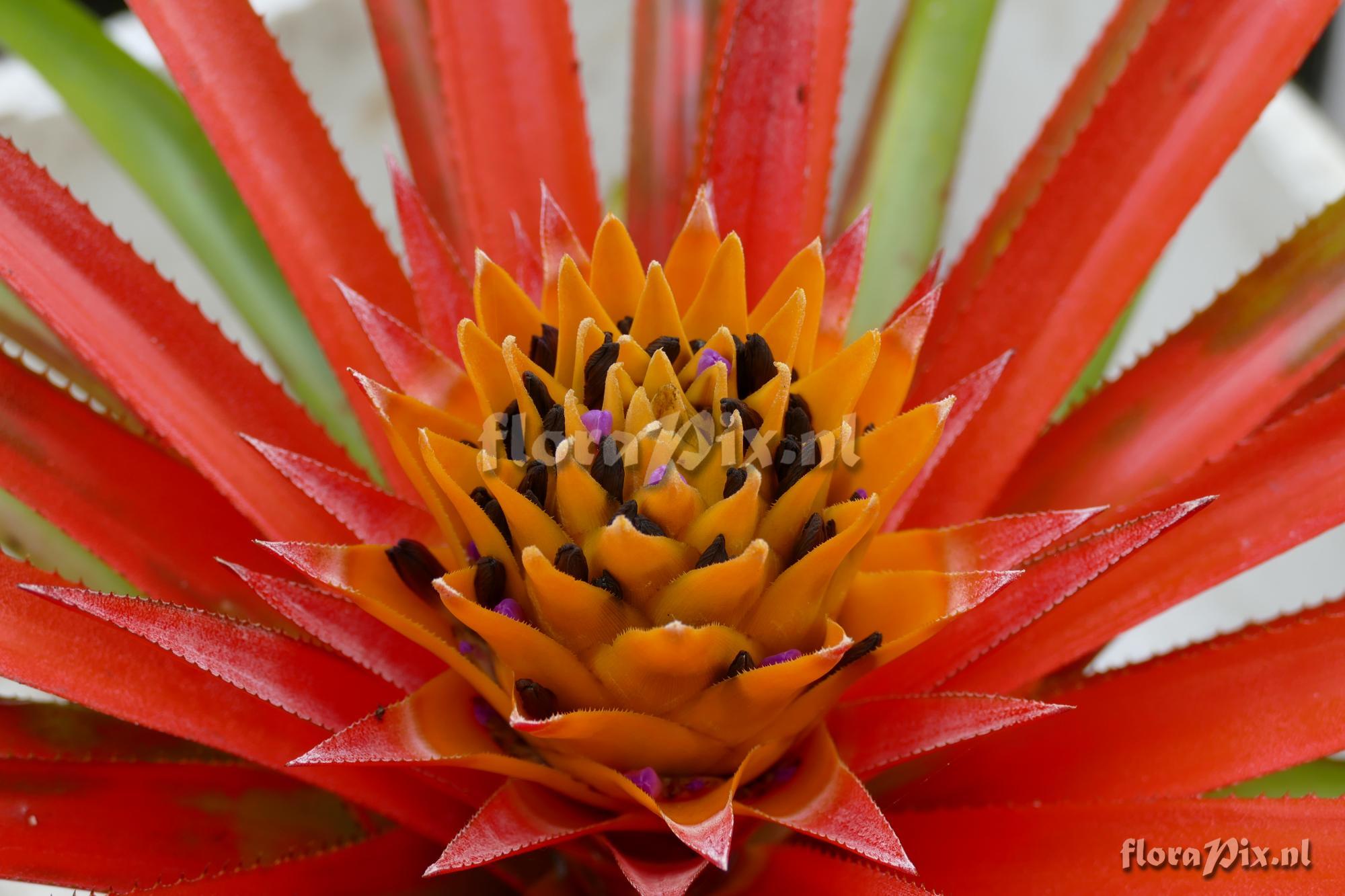 Aechmea biflora