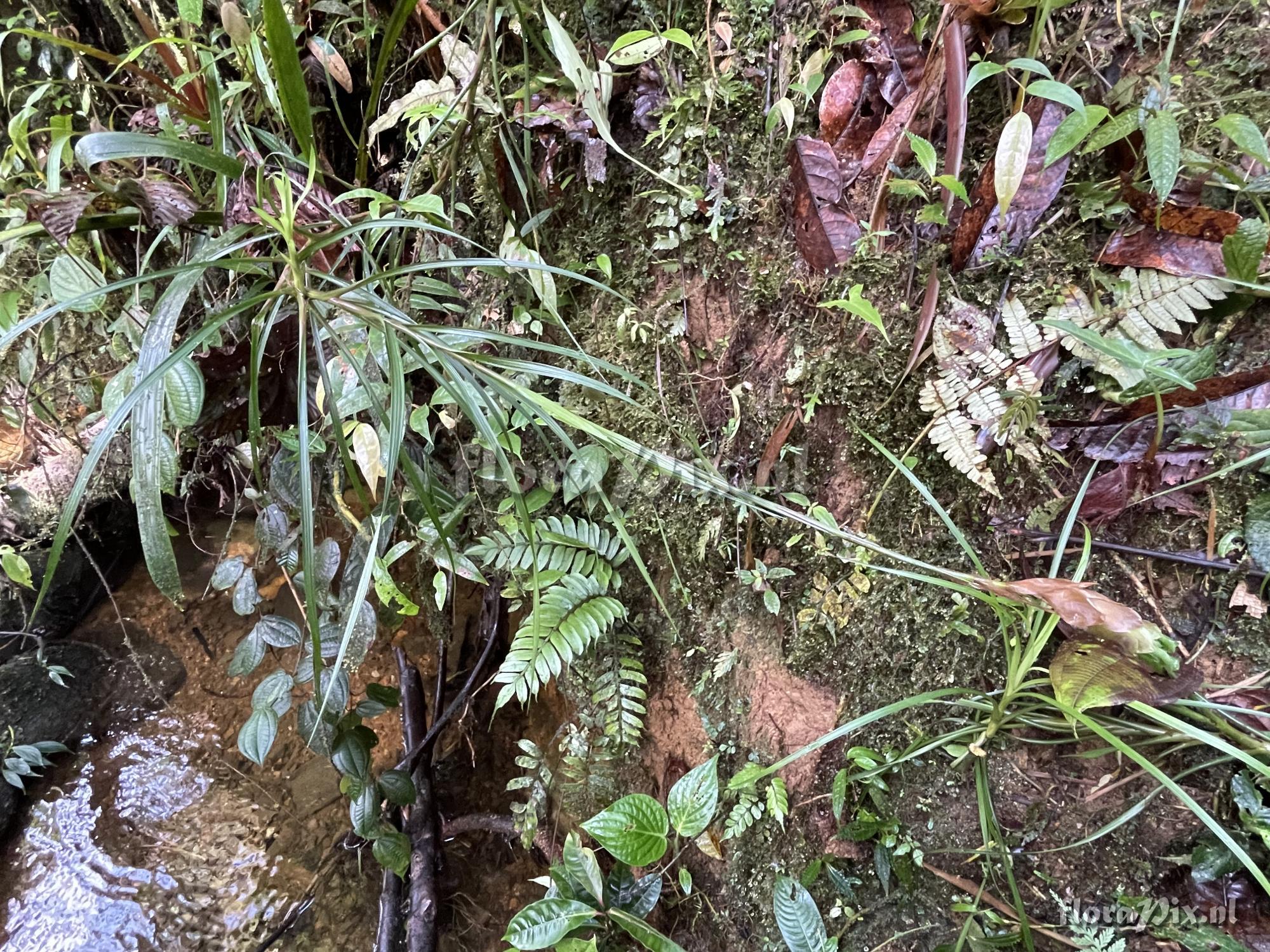 Guzmania sneidernii