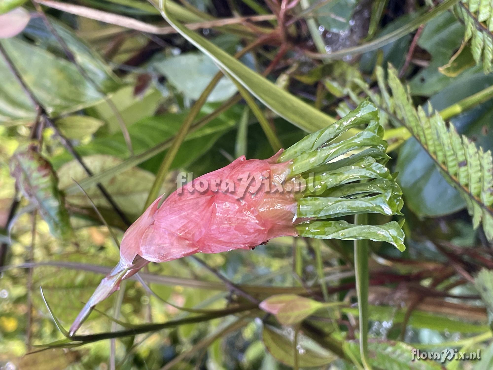 Guzmania sneidernii