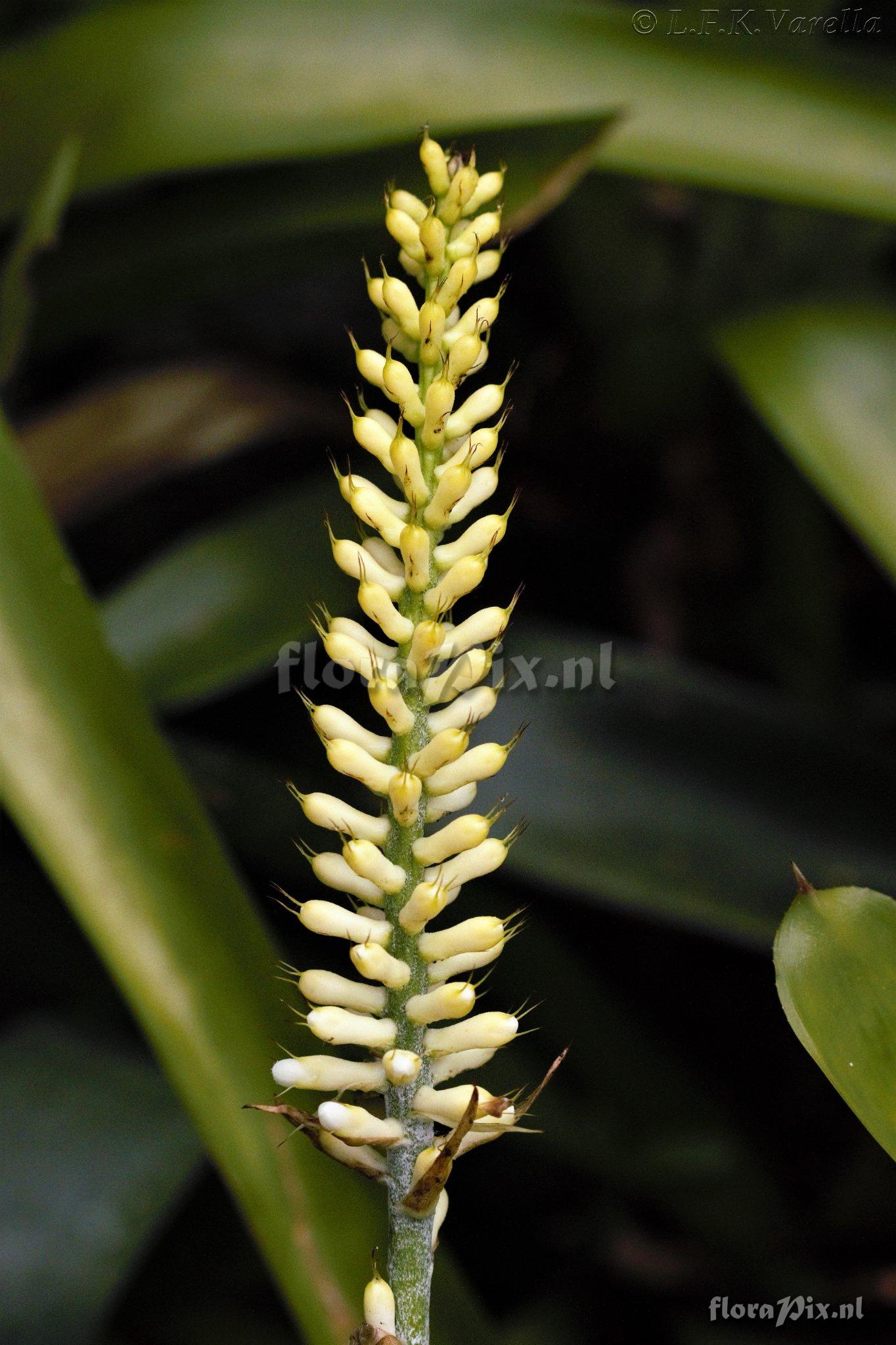 Aechmea gamosepala