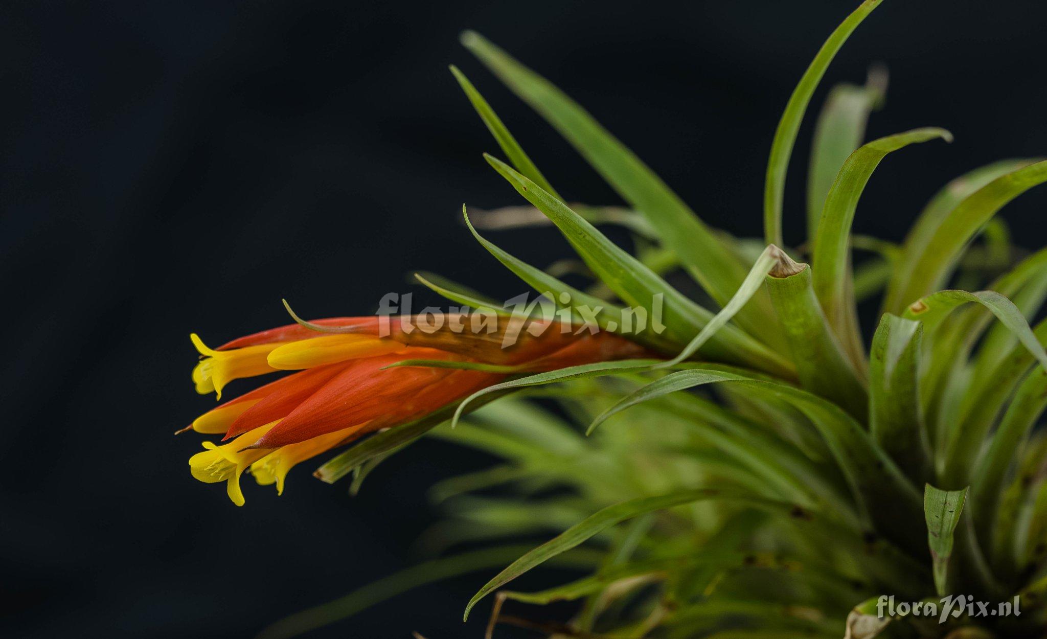 Guzmania angustifolia