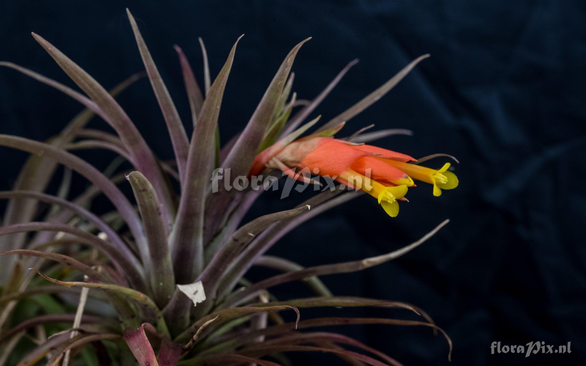 Guzmania angustifolia