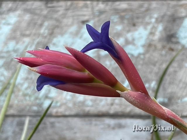 Tillandsia winkleri