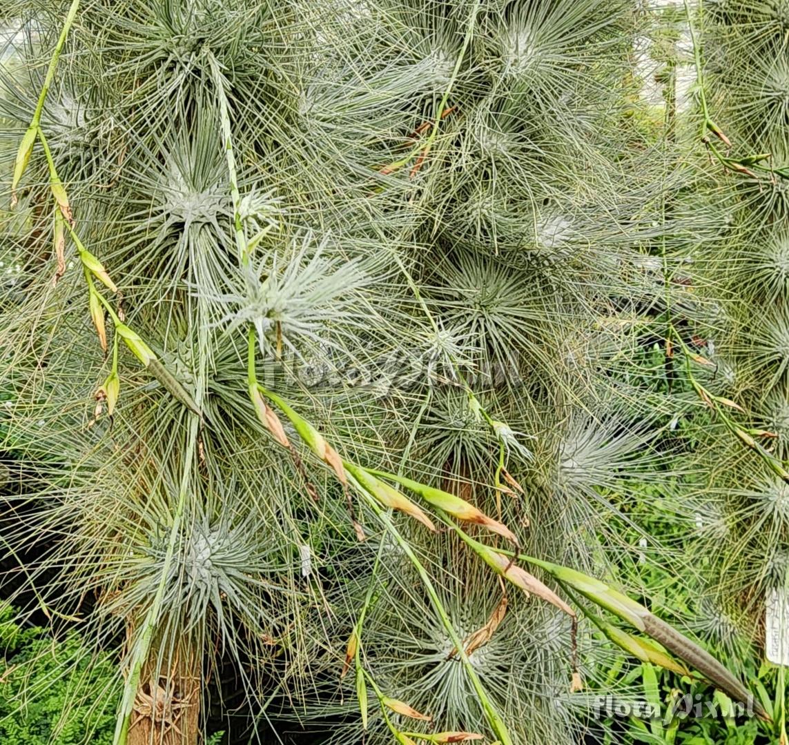 Tillandsia fuchsii forma gracilis