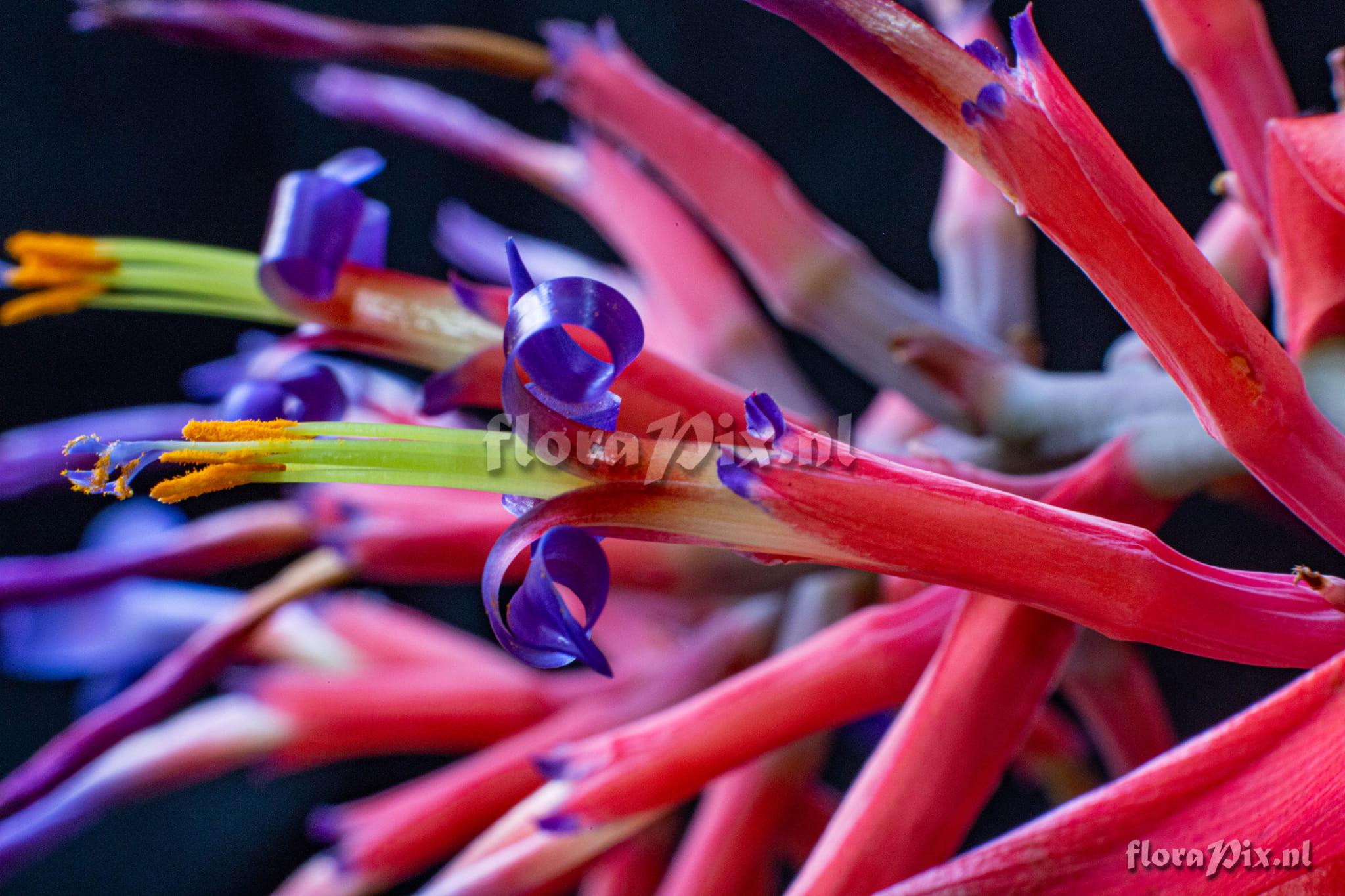 Billbergia vittata