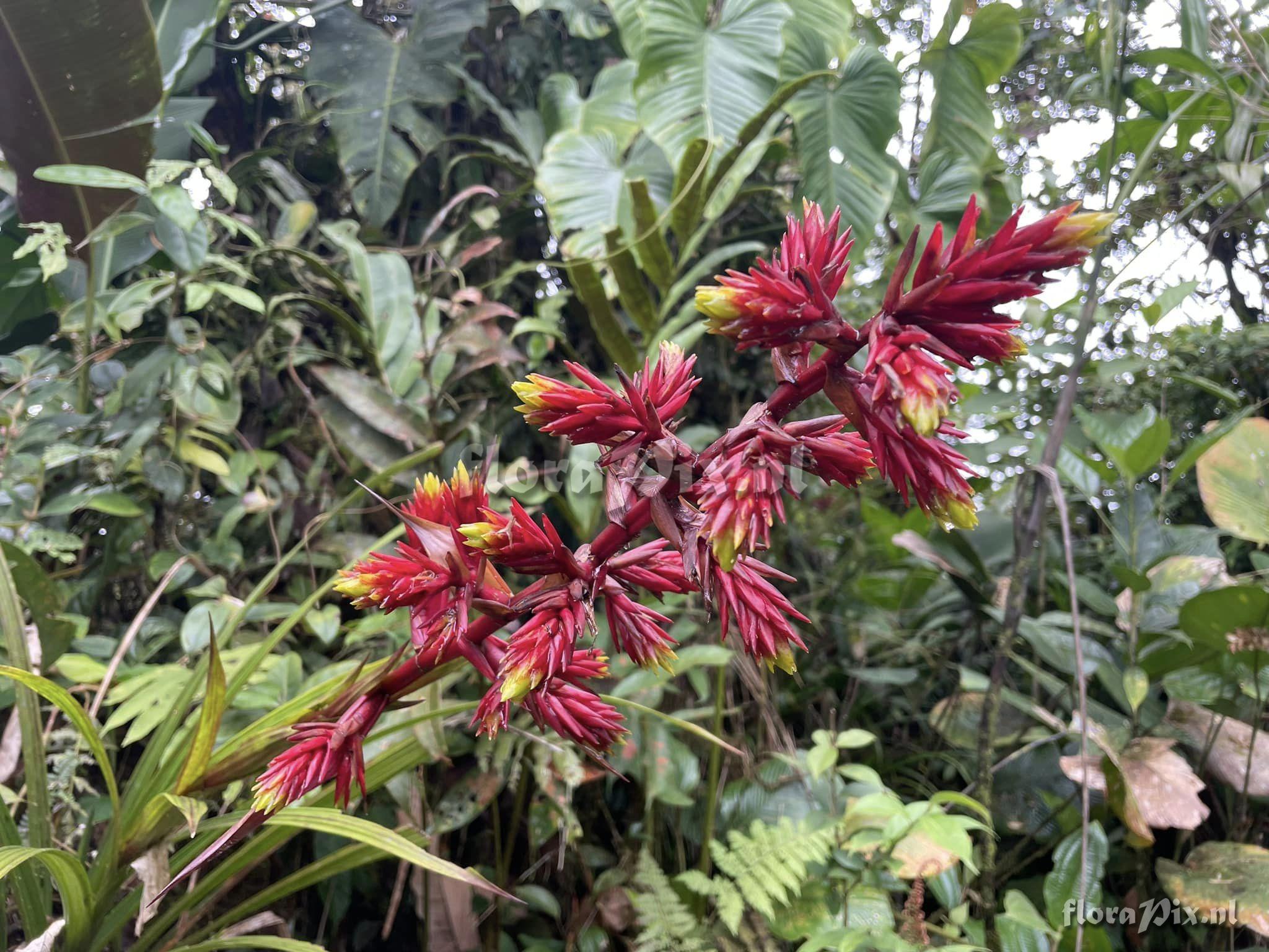 Guzmania plicatifolia