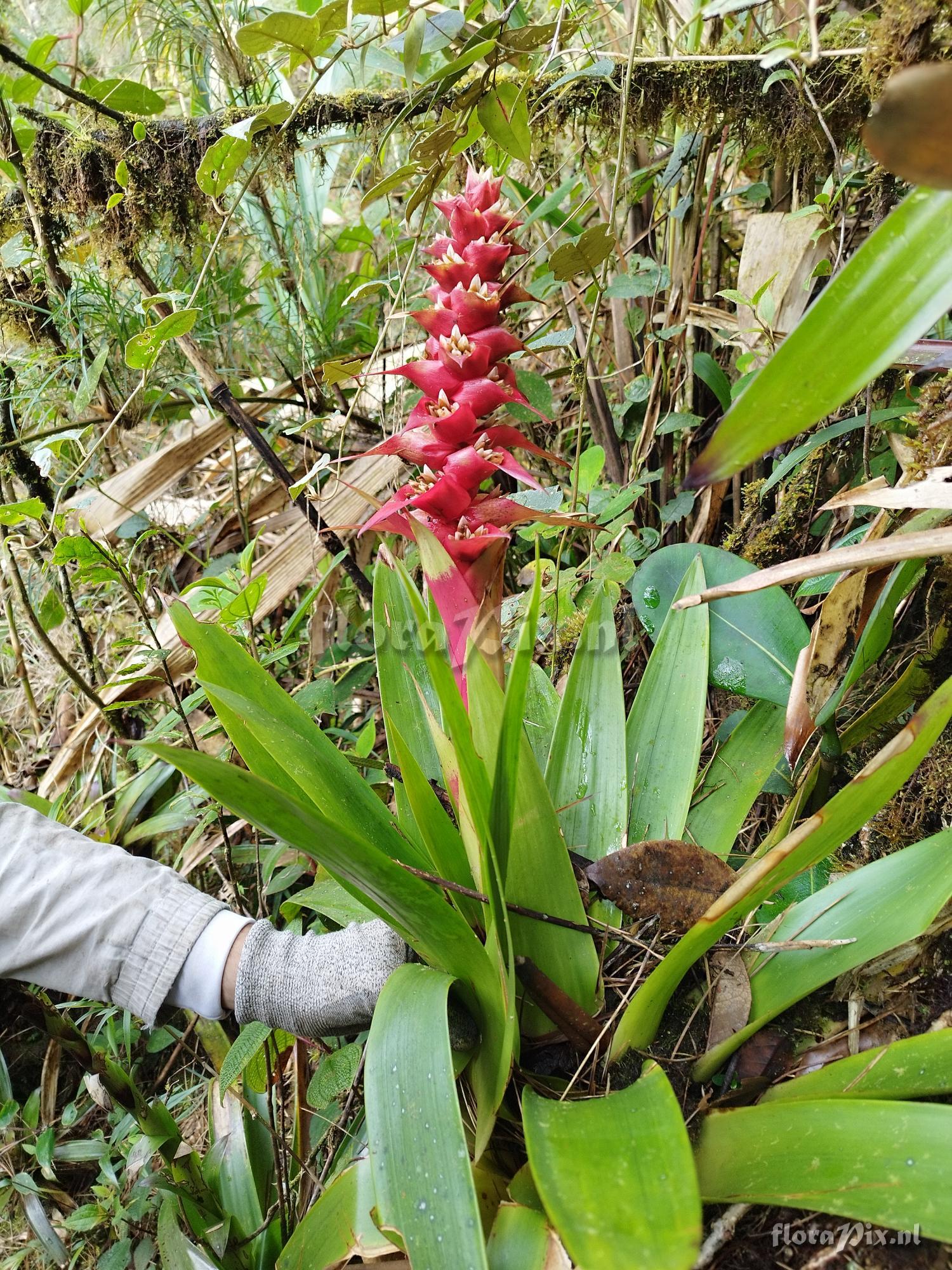 Vriesea pleiosticha