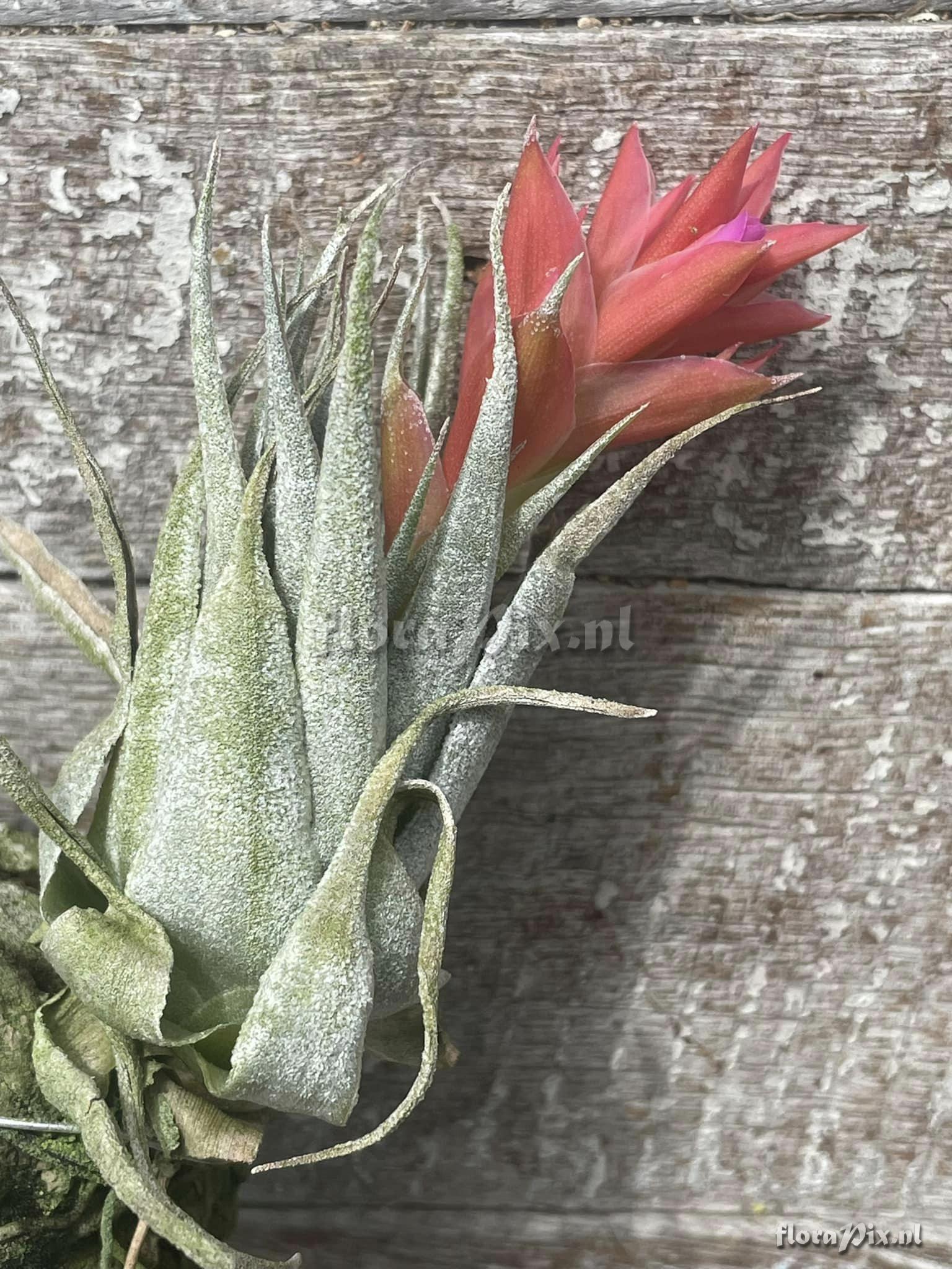 Tillandsia organensis