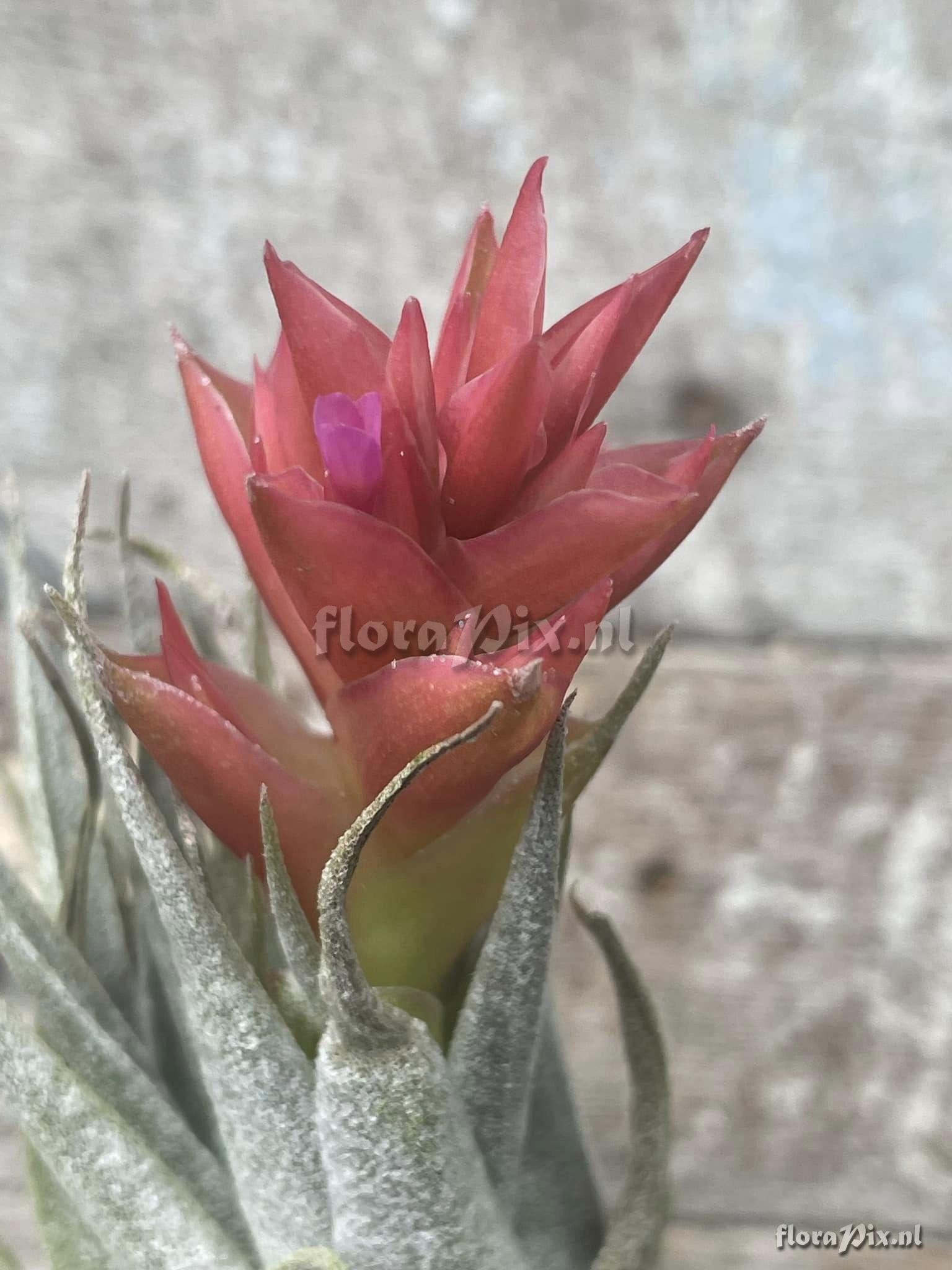 Tillandsia organensis