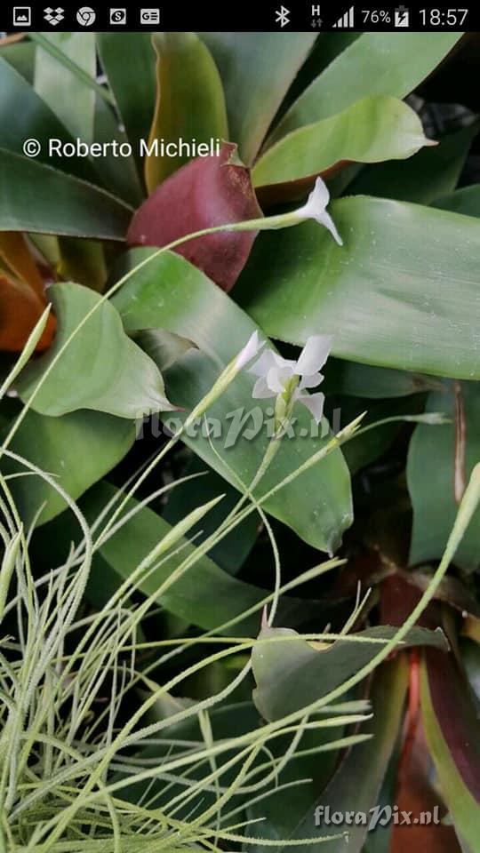 Tillandsia mallemontii