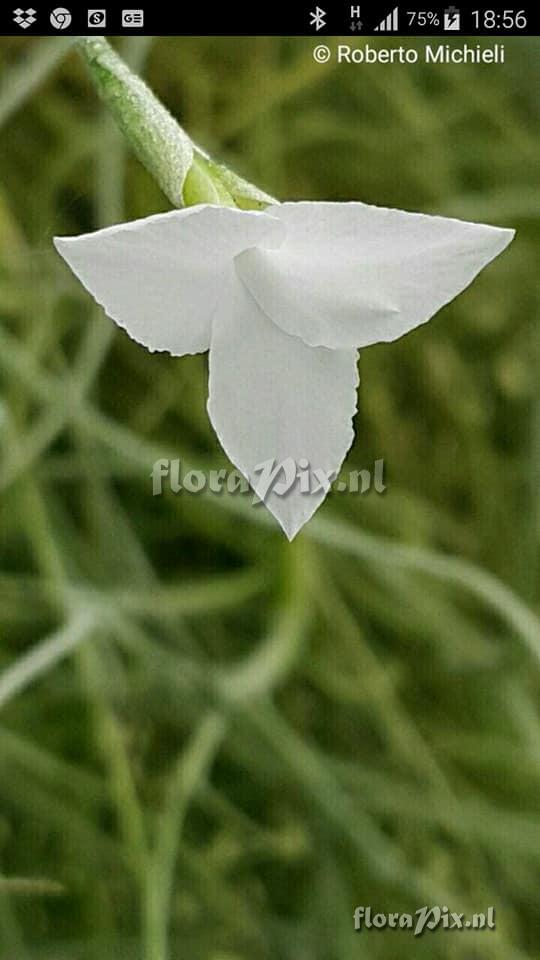 Tillandsia mallemontii