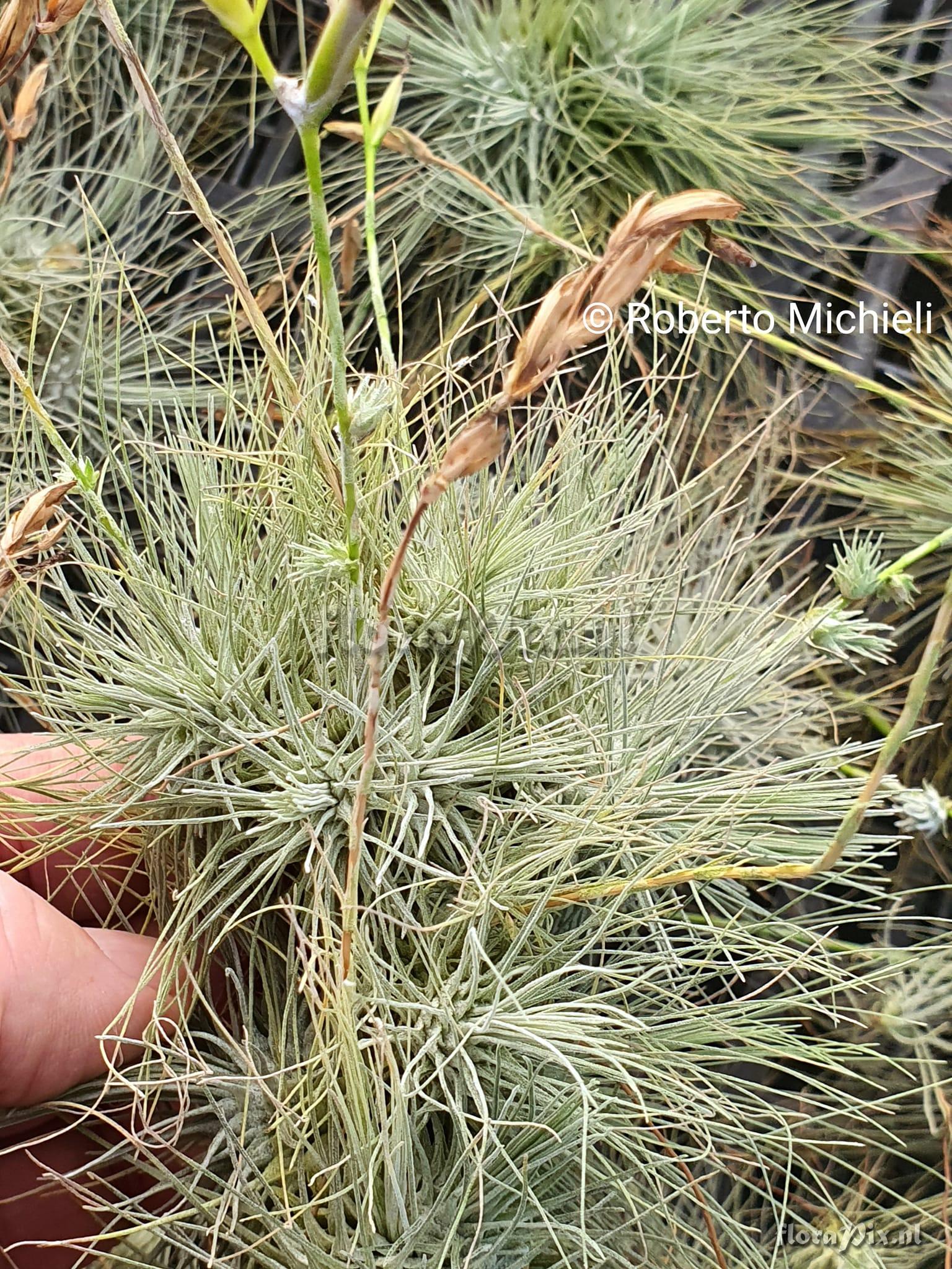 Tillandsia fuchsii forma gracilis