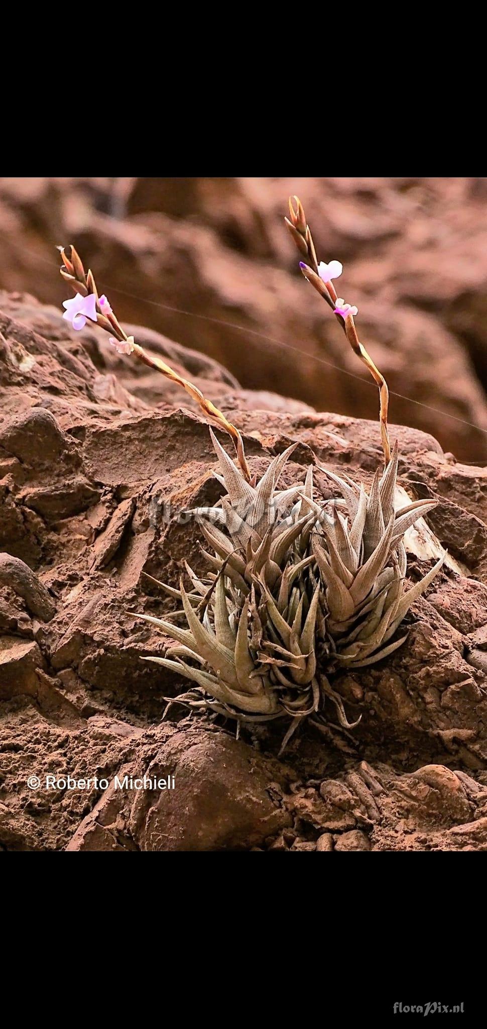 Tillandsia peiranoi