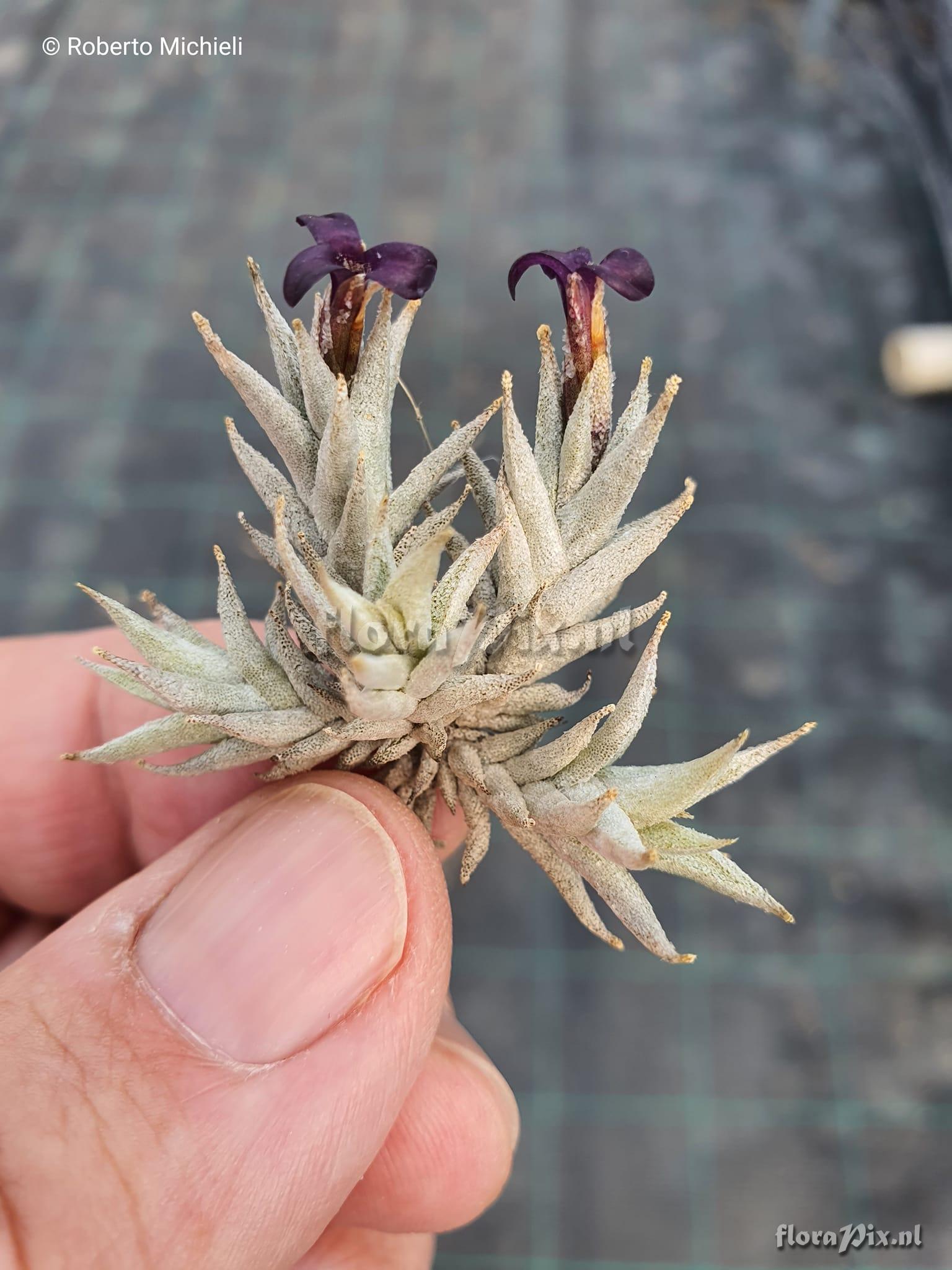 Tillandsia brealitoensis