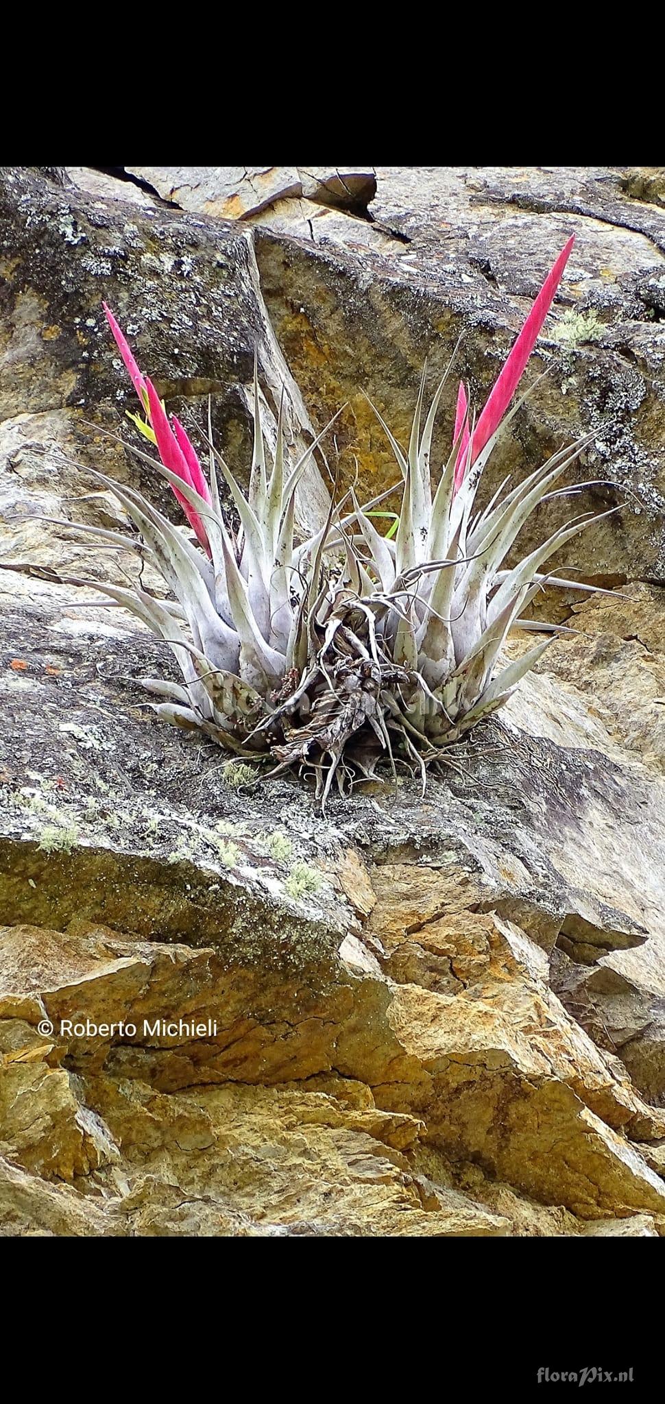 Tillandsia petraea