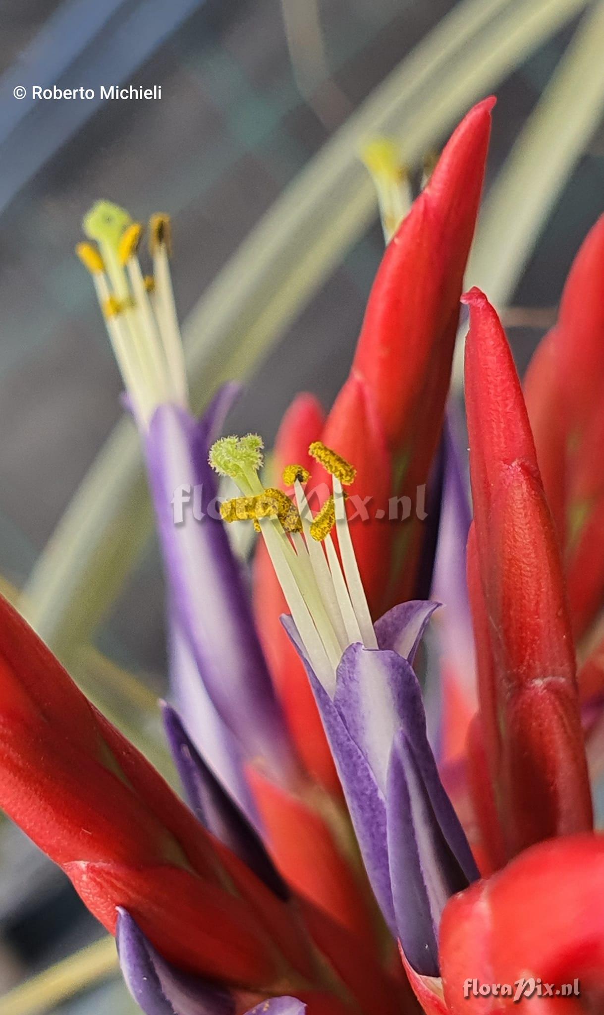 Tillandsia flagellata