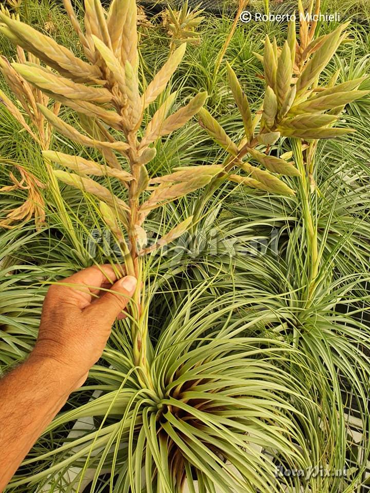 Tillandsia vicentina