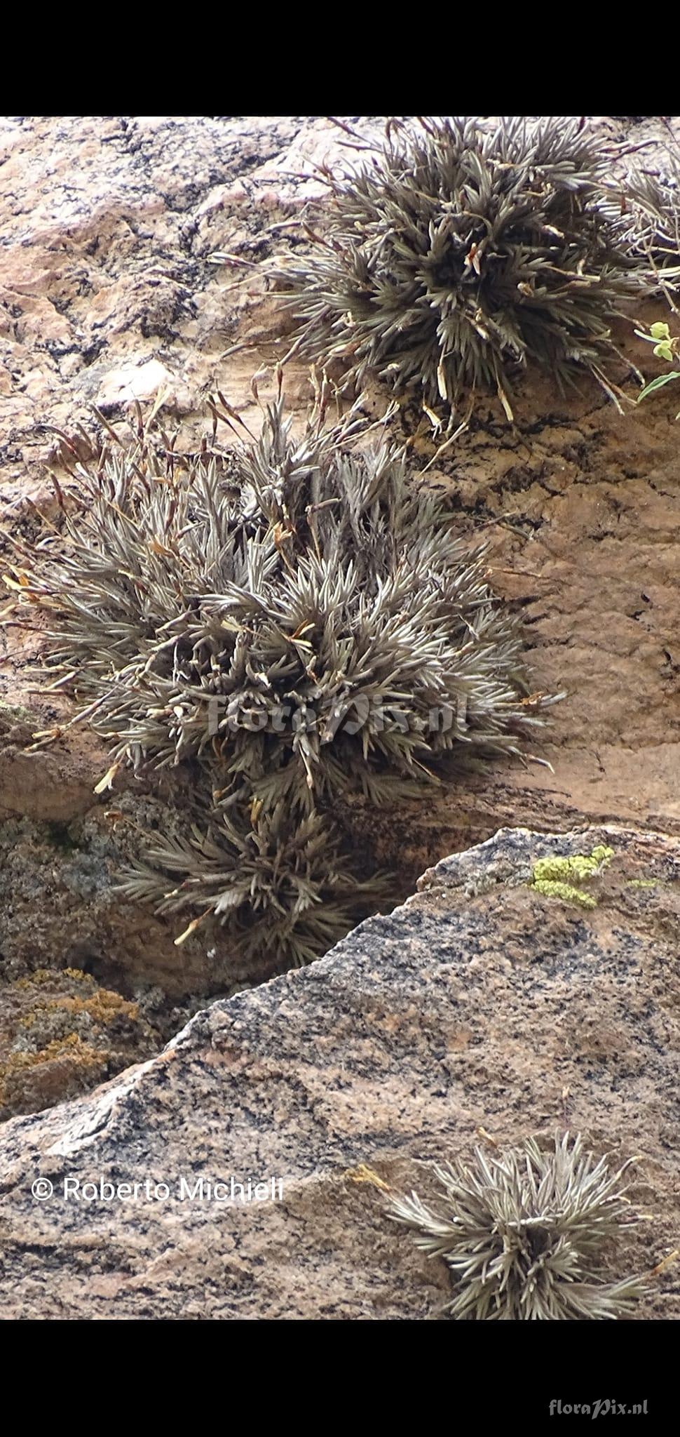 Tillandsia capillaris