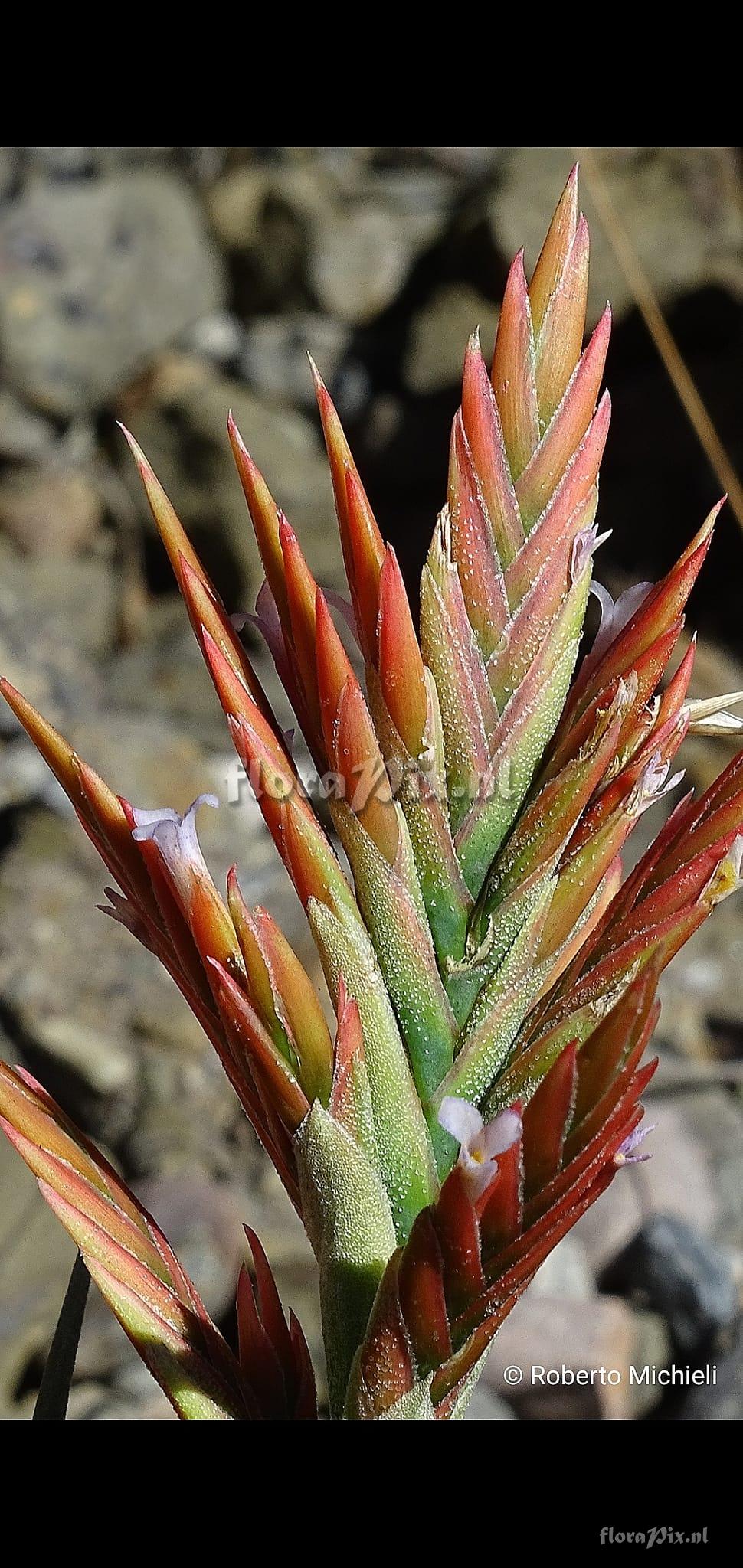 Tillandsia vernicosa