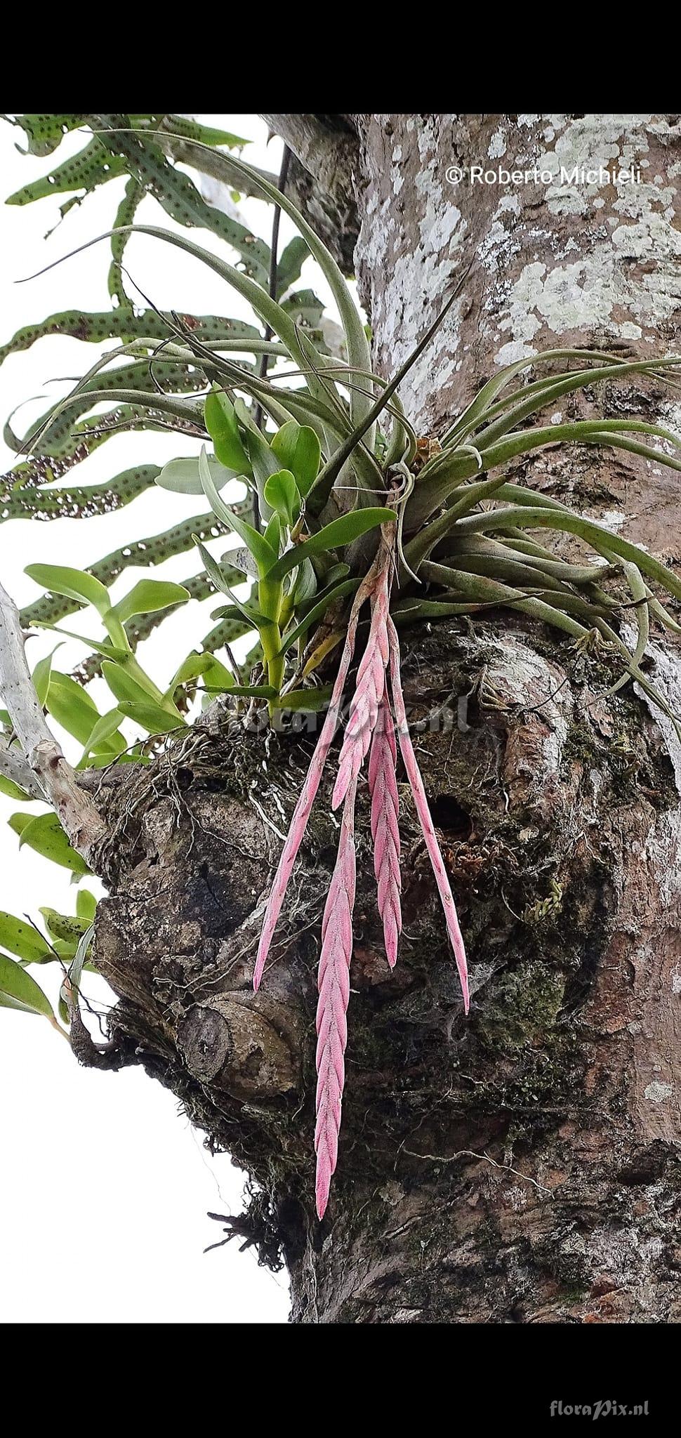 Tillandsia castaneobulbosa