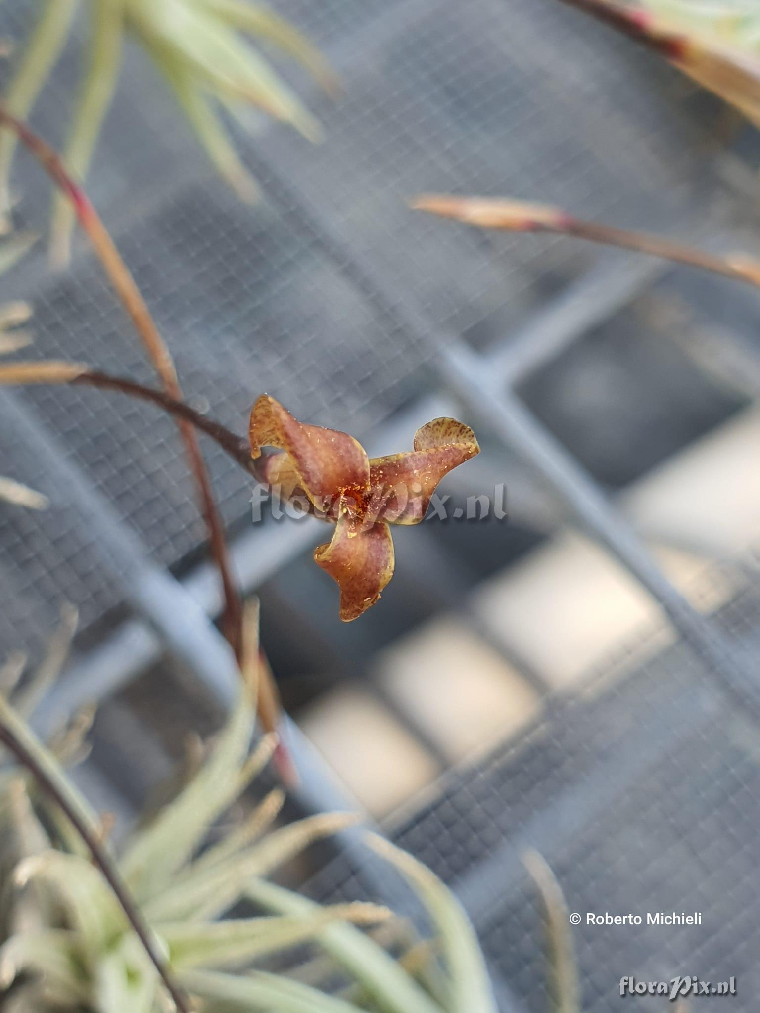 Tillandsia rectangula