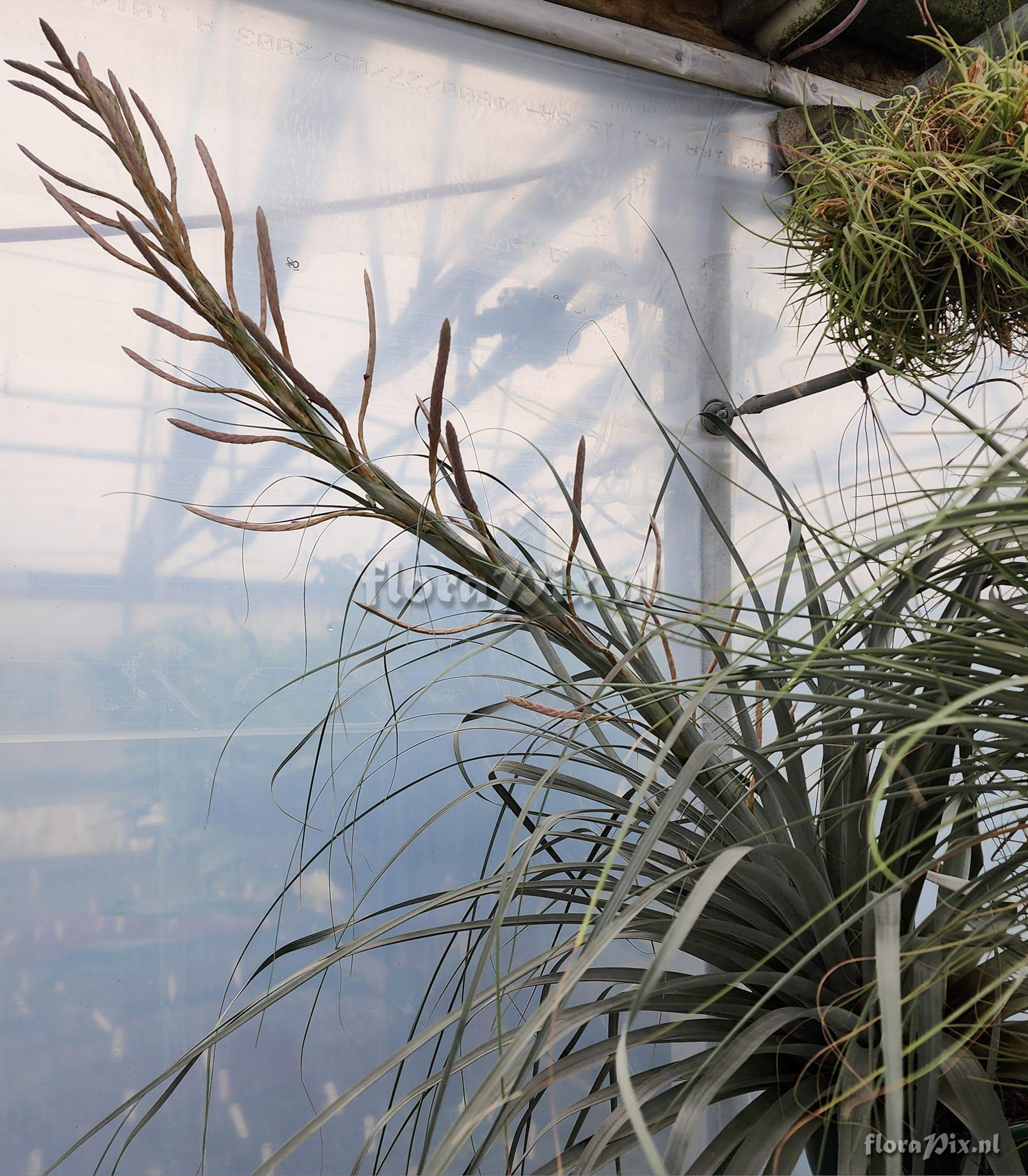 Tillandsia appenii