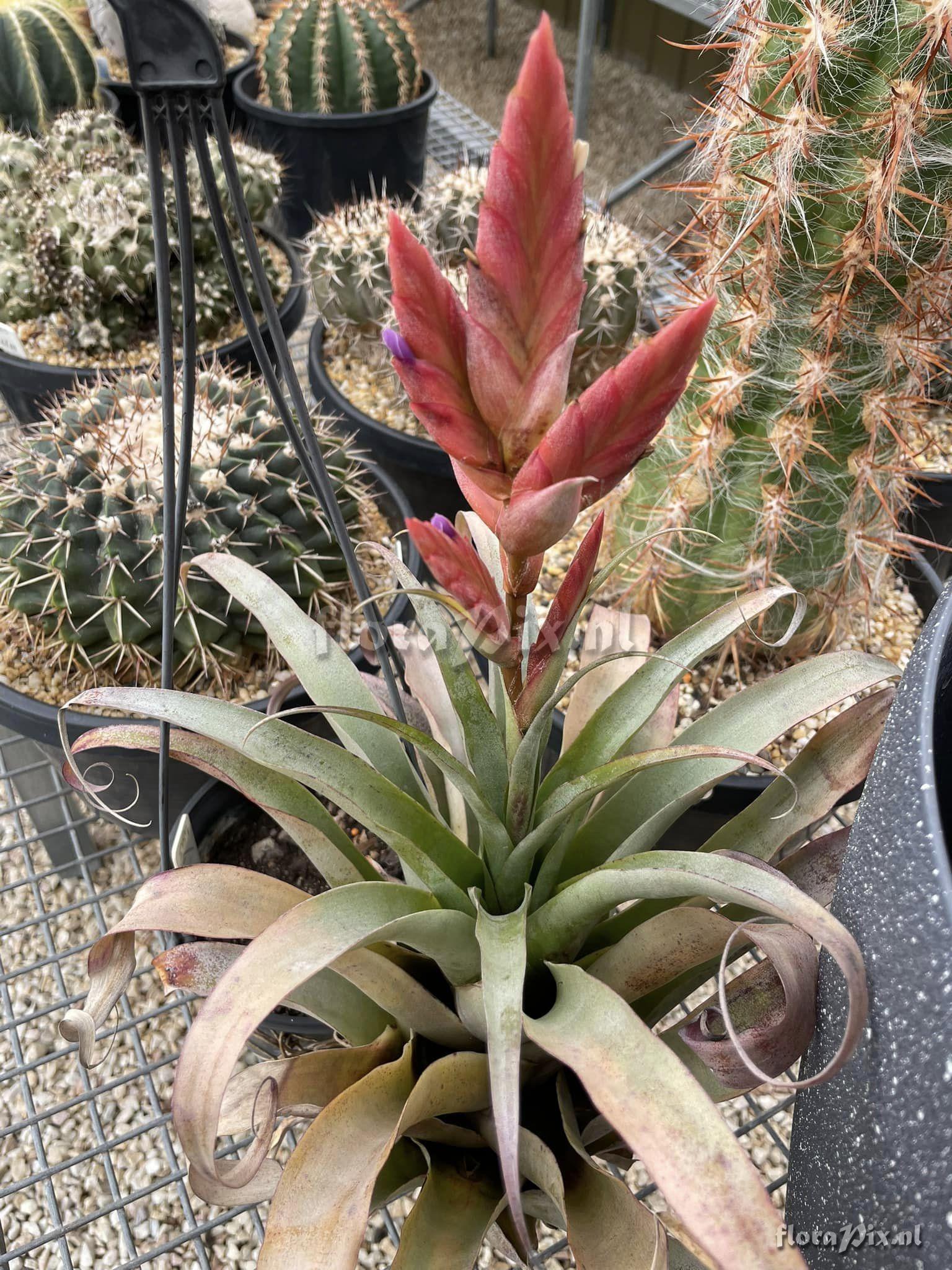 Tillandsia huarazensis