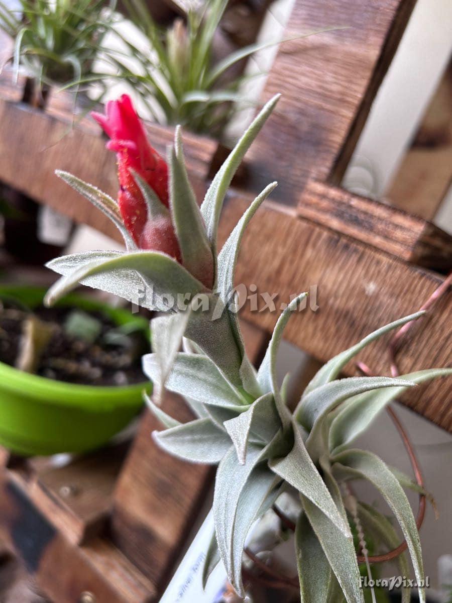 Tillandsia edithae