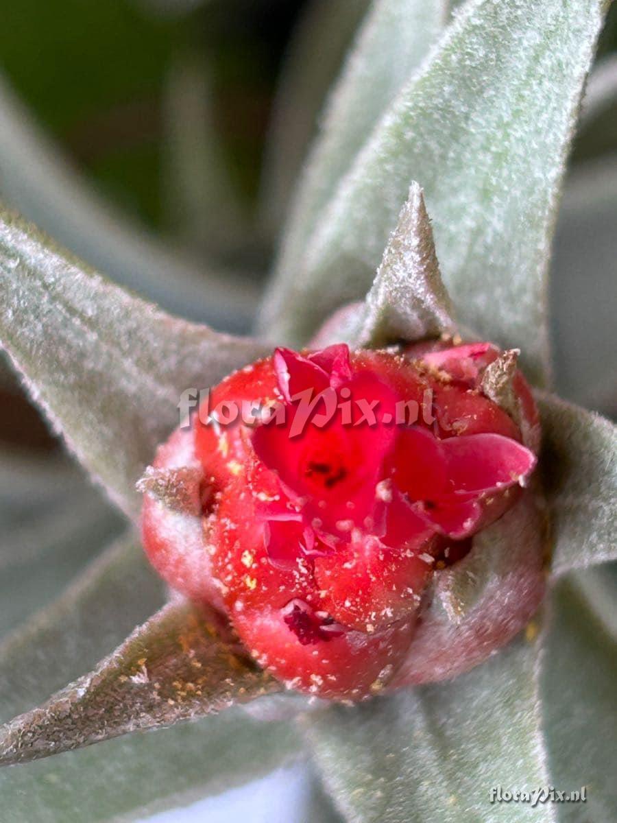 Tillandsia edithae