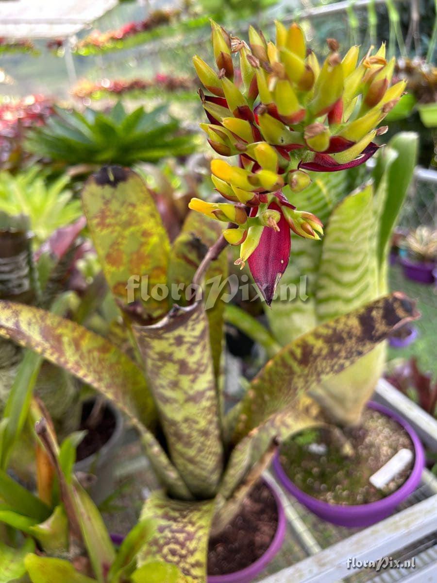 Aechmea fosteriana