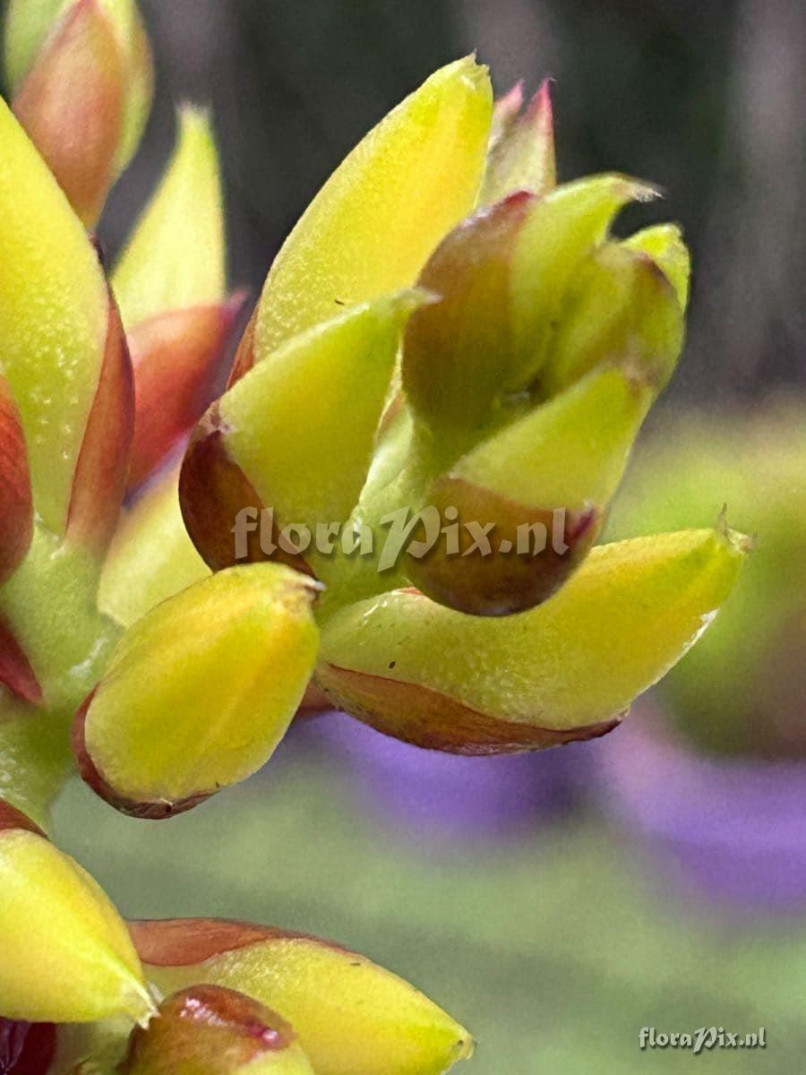 Aechmea fosteriana