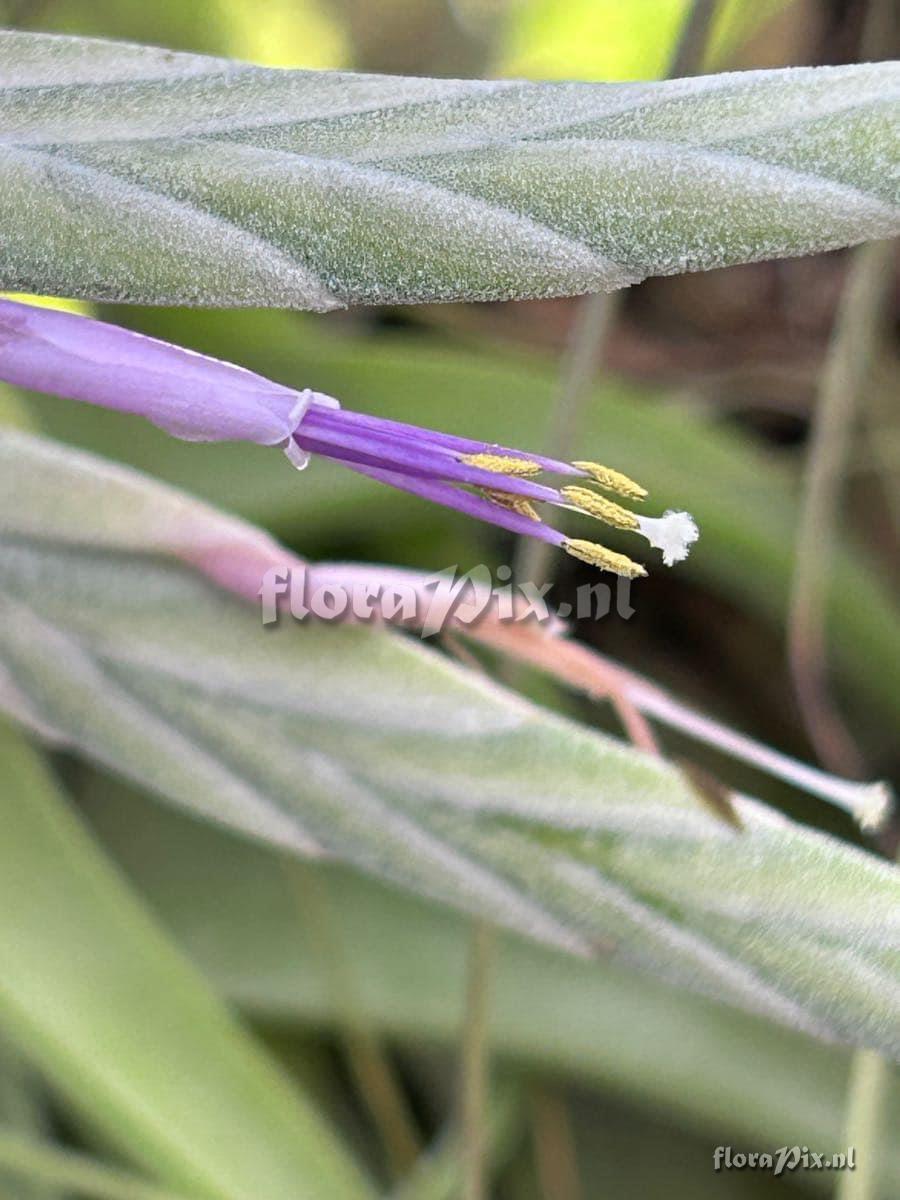 Tillandsia streptophylla