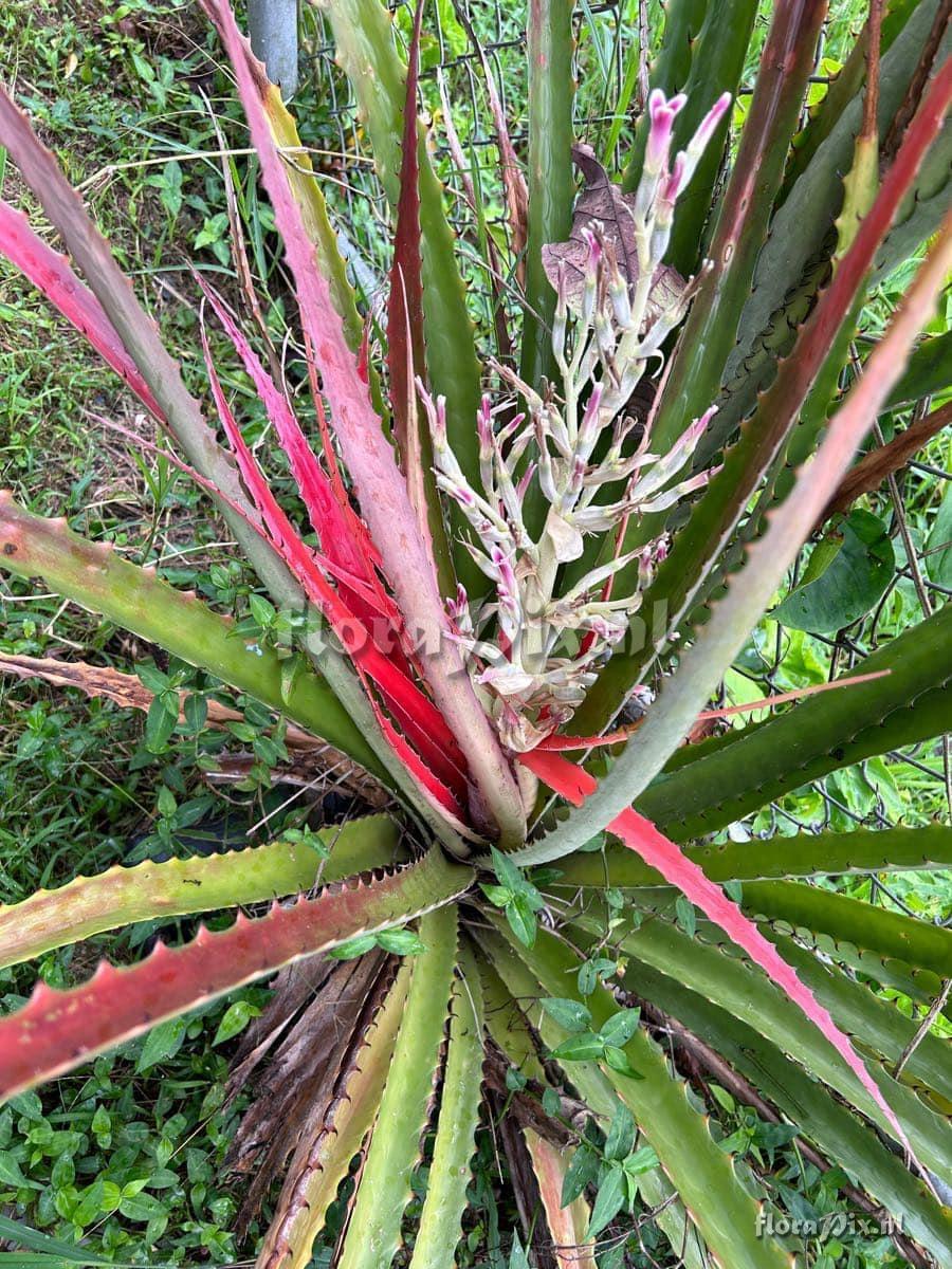 Bromelia pinguin