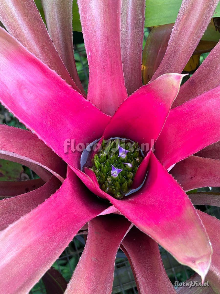 Neoregelia angustifolia