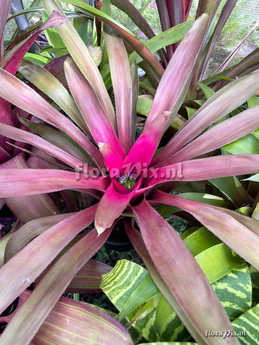 Neoregelia angustifolia