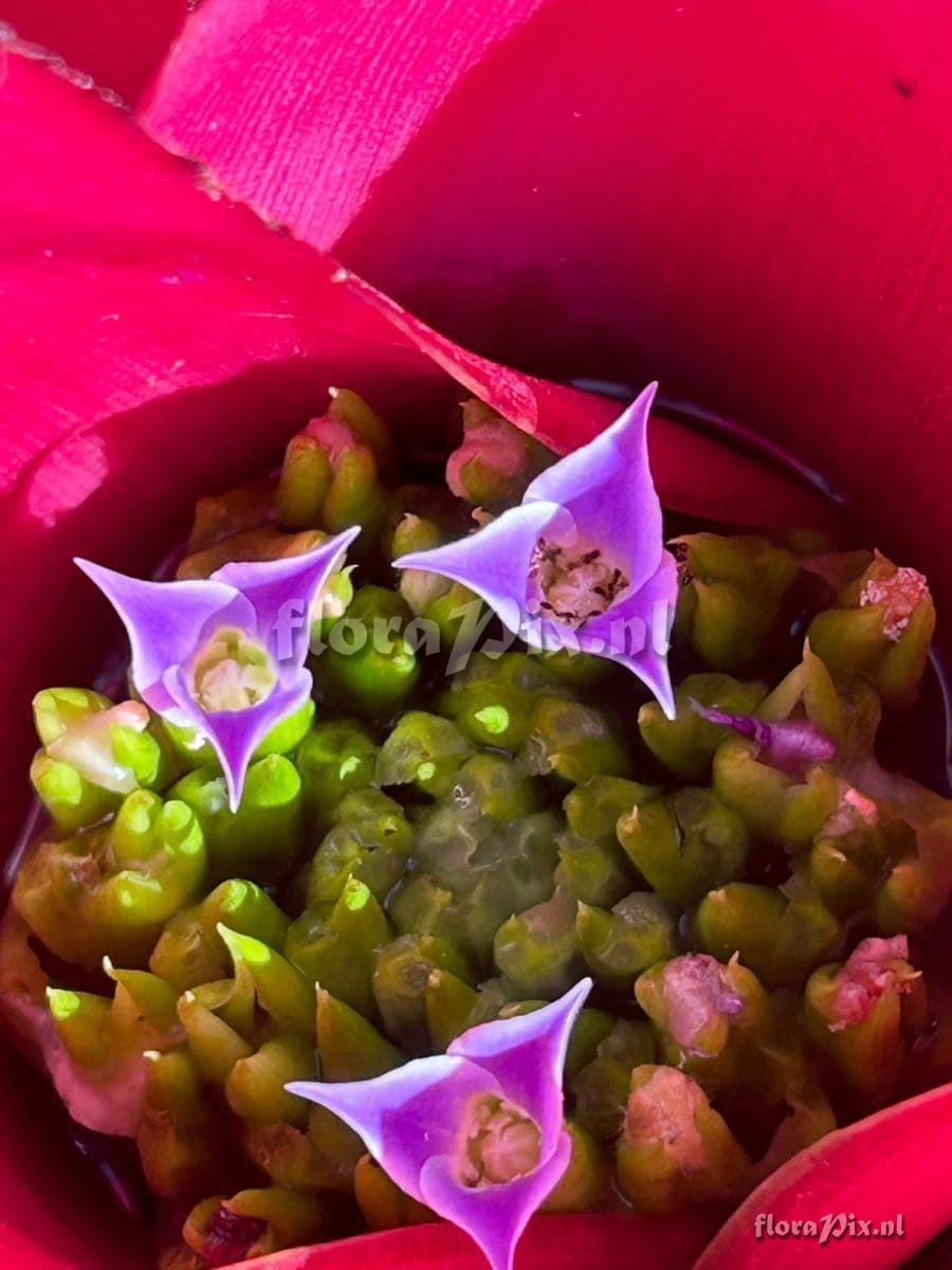 Neoregelia angustifolia