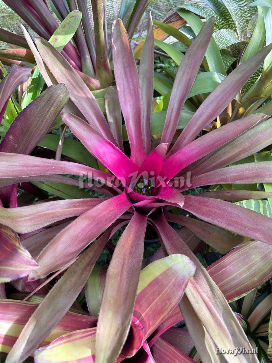 Neoregelia angustifolia