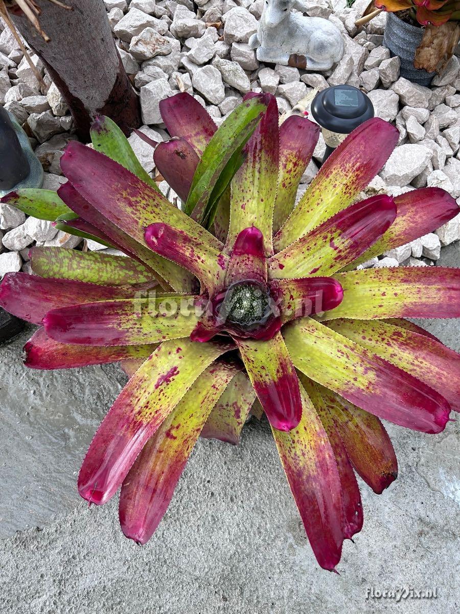 Neoregelia correiaaraujoi x